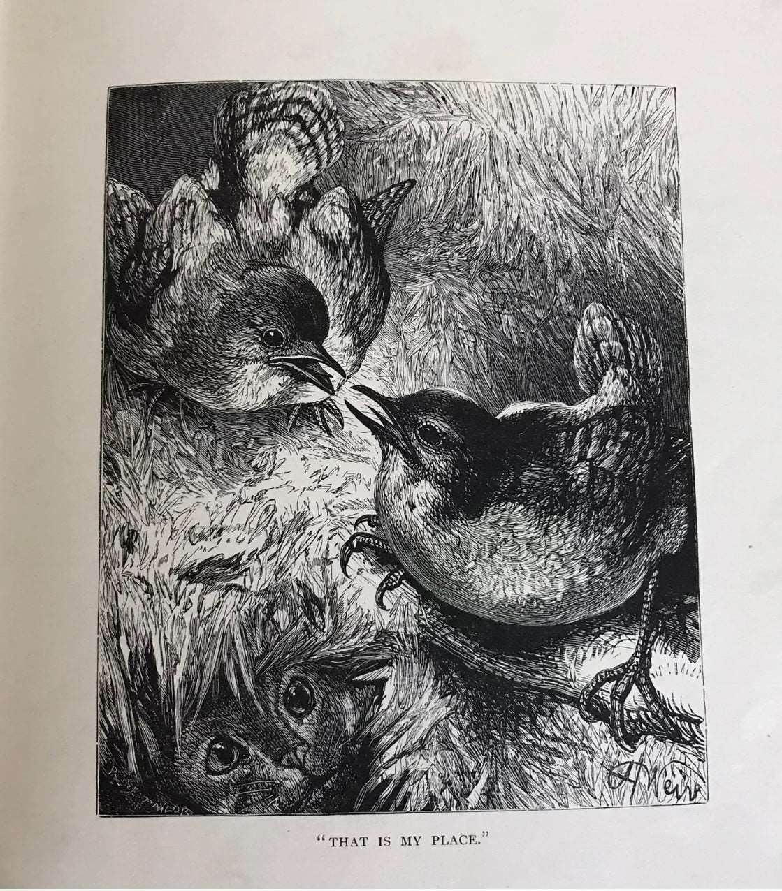 1903*1st* Uncle Charlies Short Stories About Animals - Gertrude Sellon(Harrison) - Honeyburn Books (UK)