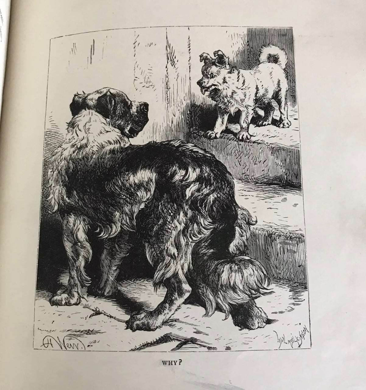 1903*1st* Uncle Charlies Short Stories About Animals - Gertrude Sellon(Harrison) - Honeyburn Books (UK)