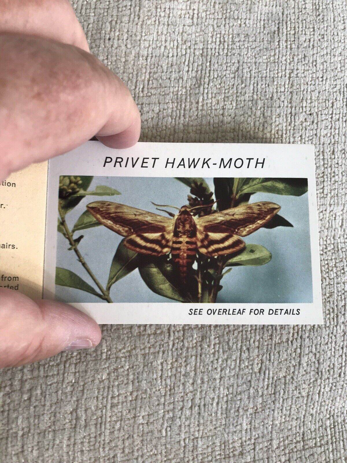 1950’s Butterflies Part 3 (Lyons Pocket Library)Maxwell Knight OBE - Honeyburn Books (UK)