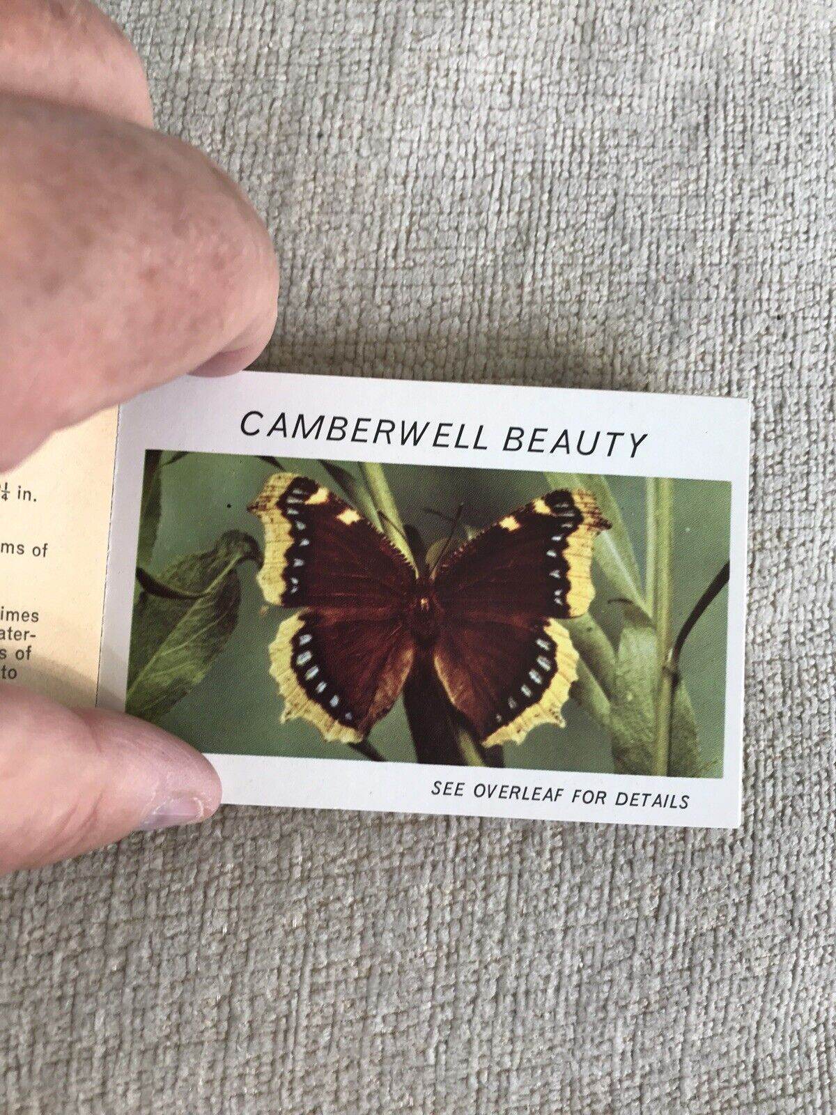 1950’s Butterflies Part 3 (Lyons Pocket Library)Maxwell Knight OBE - Honeyburn Books (UK)