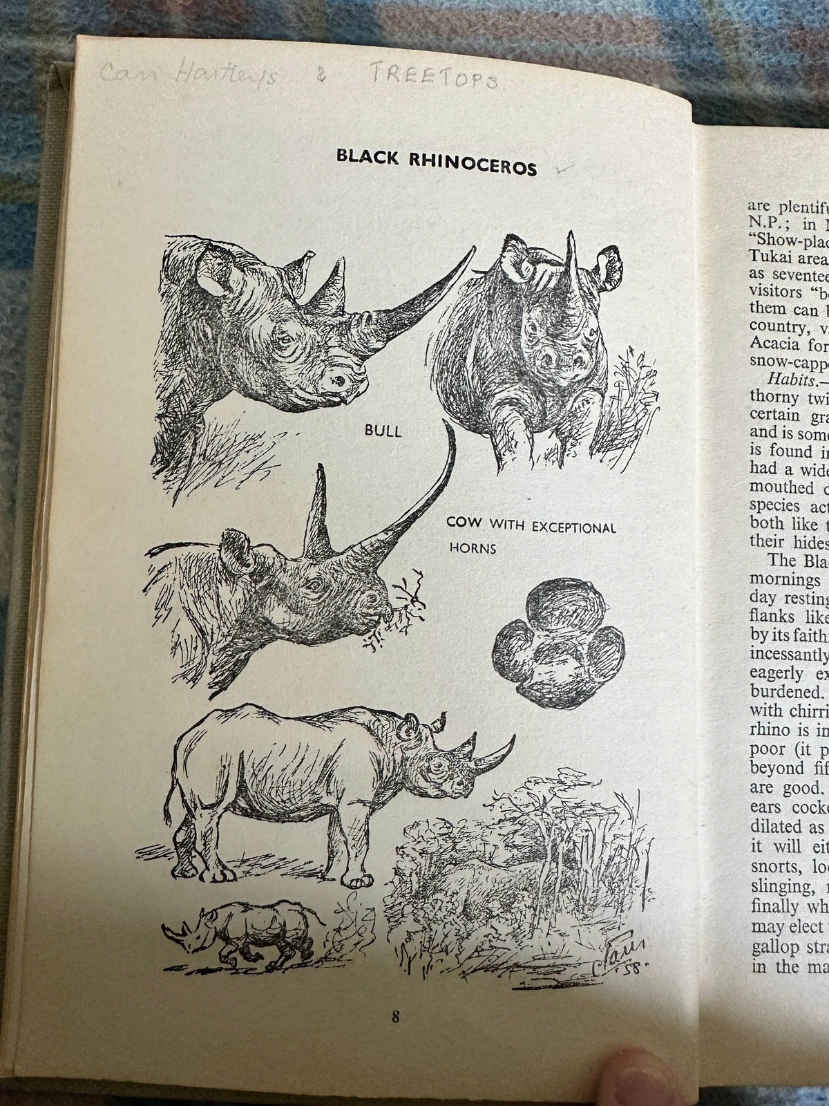 Illustrations of black rhinoceroses from the 1960 Animals of East Africa book with detailed drawings