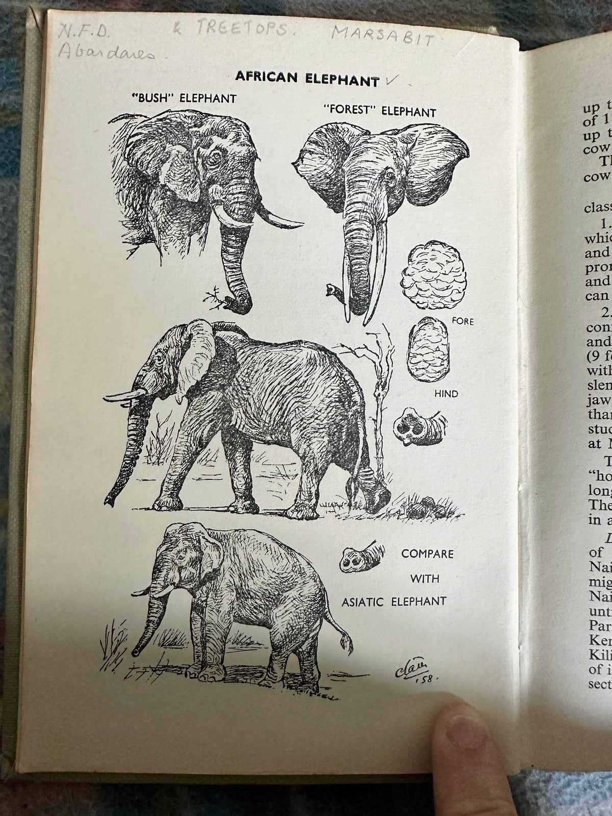 Illustrations of African elephants from the 1960 Animals of East Africa book, showcasing different types and comparisons.