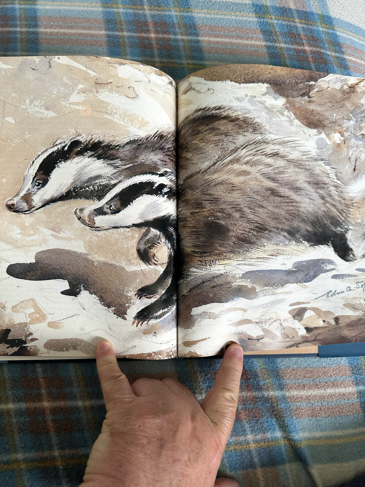 1992*1st* Eileen Soper’s Badgers - Intro by Duff Hart-Davis(BCA Publishers) - Honeyburn Books (UK)