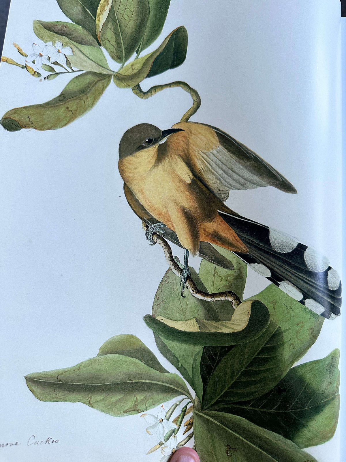 2012 Audubon’s Aviary The Original Watercolours For Birds Of America - Roberta J.M. Olson - Skira Rizzoli / New York Historical Society, New York. 33.5cm x 27cm 3kilo, 448pages