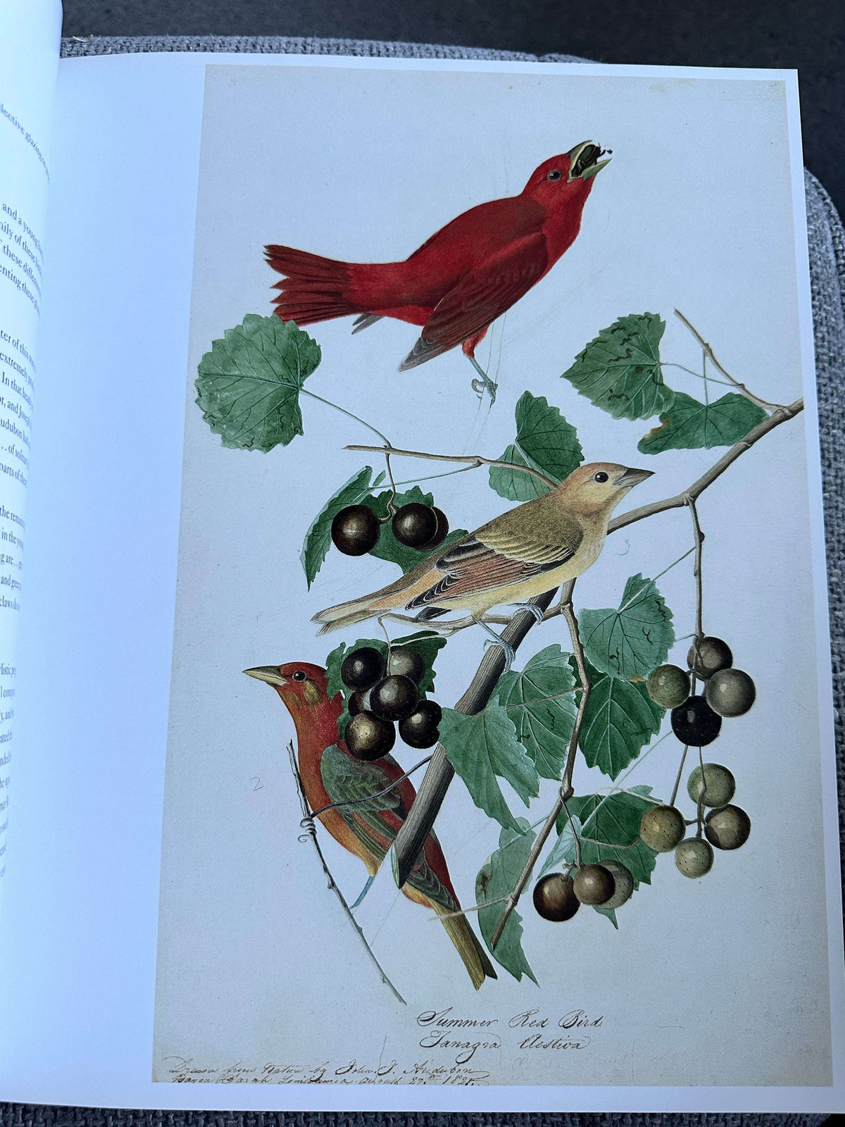 2012 Audubon’s Aviary The Original Watercolours For Birds Of America - Roberta J.M. Olson - Skira Rizzoli / New York Historical Society, New York. 33.5cm x 27cm 3kilo, 448pages