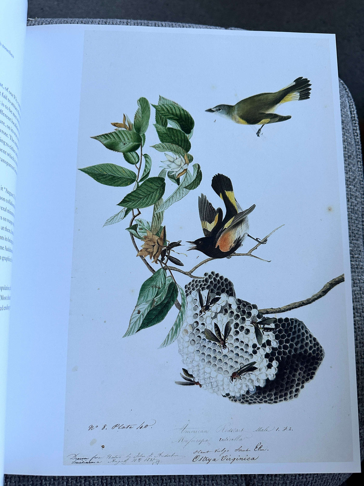 2012 Audubon’s Aviary The Original Watercolours For Birds Of America - Roberta J.M. Olson - Skira Rizzoli / New York Historical Society, New York. 33.5cm x 27cm 3kilo, 448pages