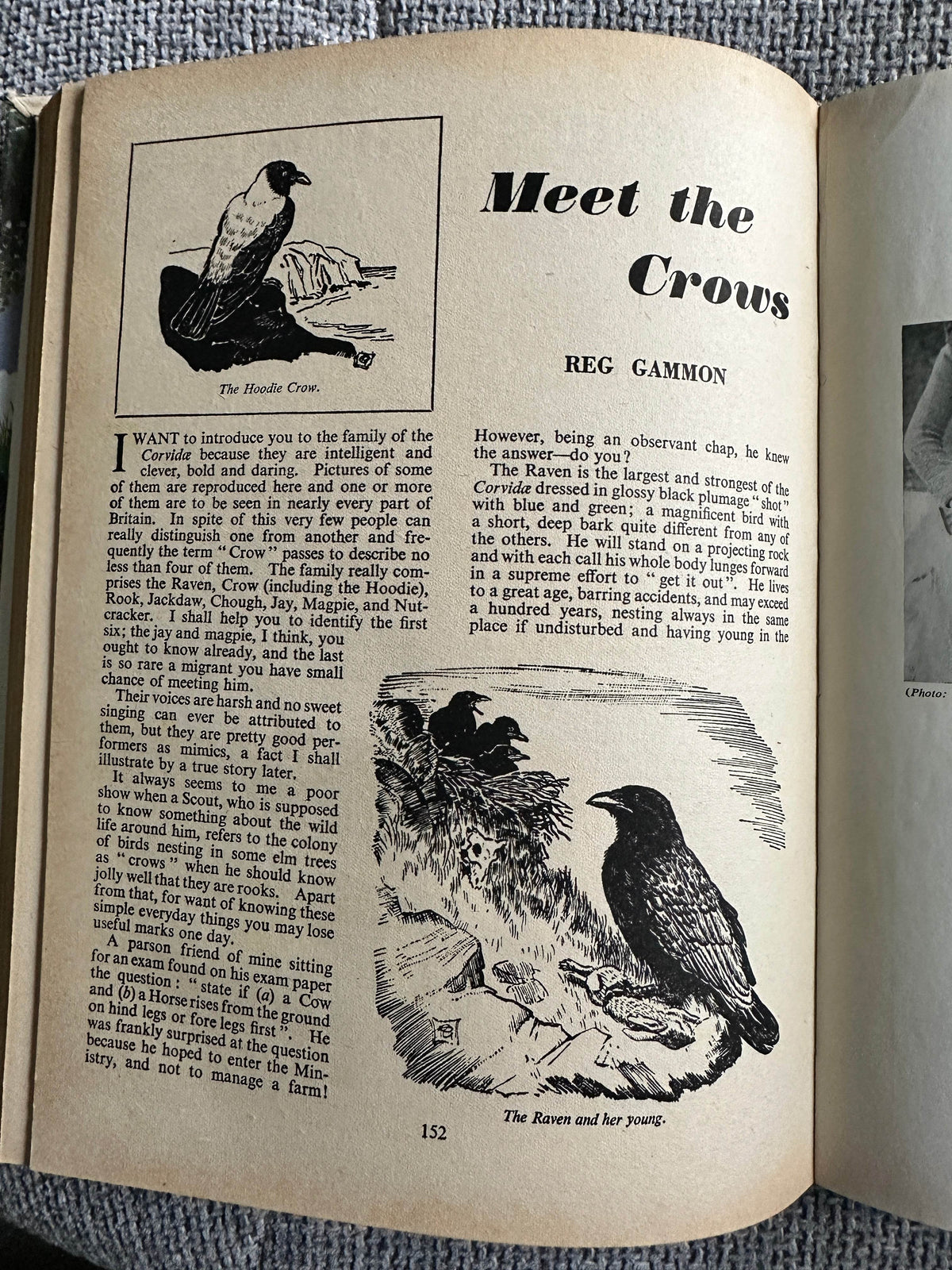 1958 The Scout Annual - Rex Hazlewood (Pearson Publishers) - Honeyburn Books (UK)