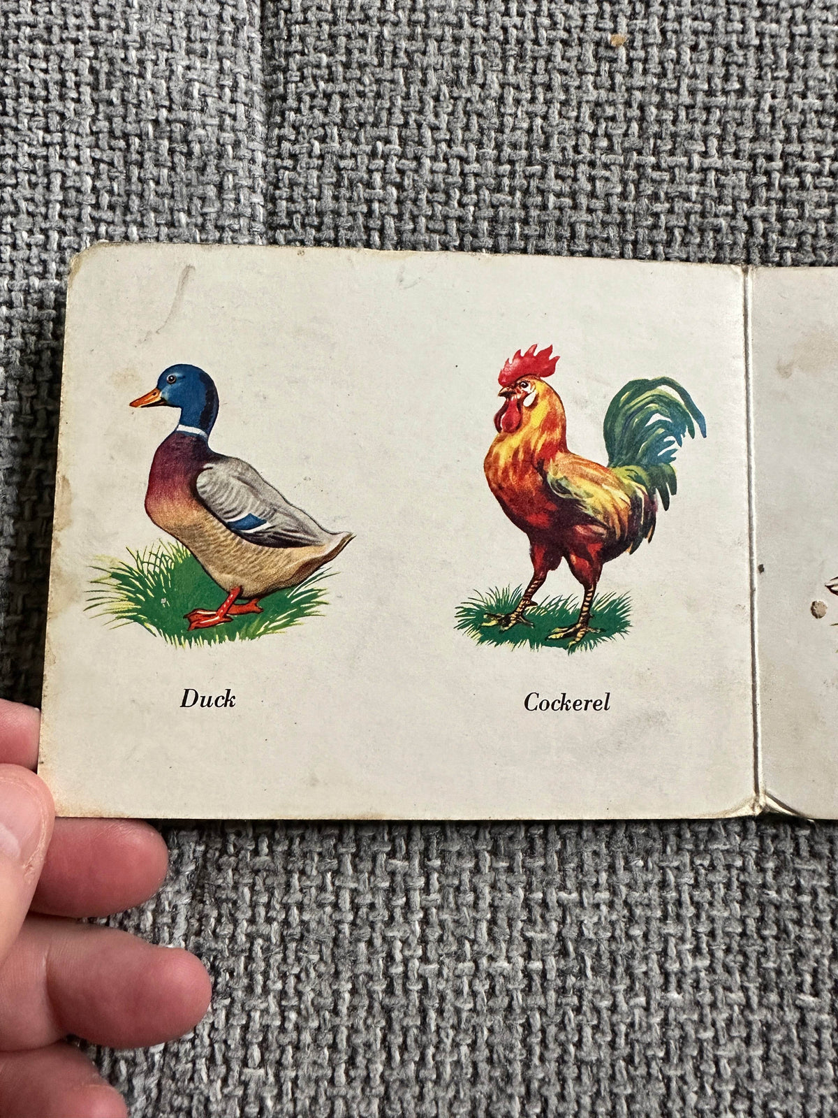 1950 Domestic Pets - W. F. Graham ( Northampton) Ltd printed in West Germany - Honeyburn Books (UK)