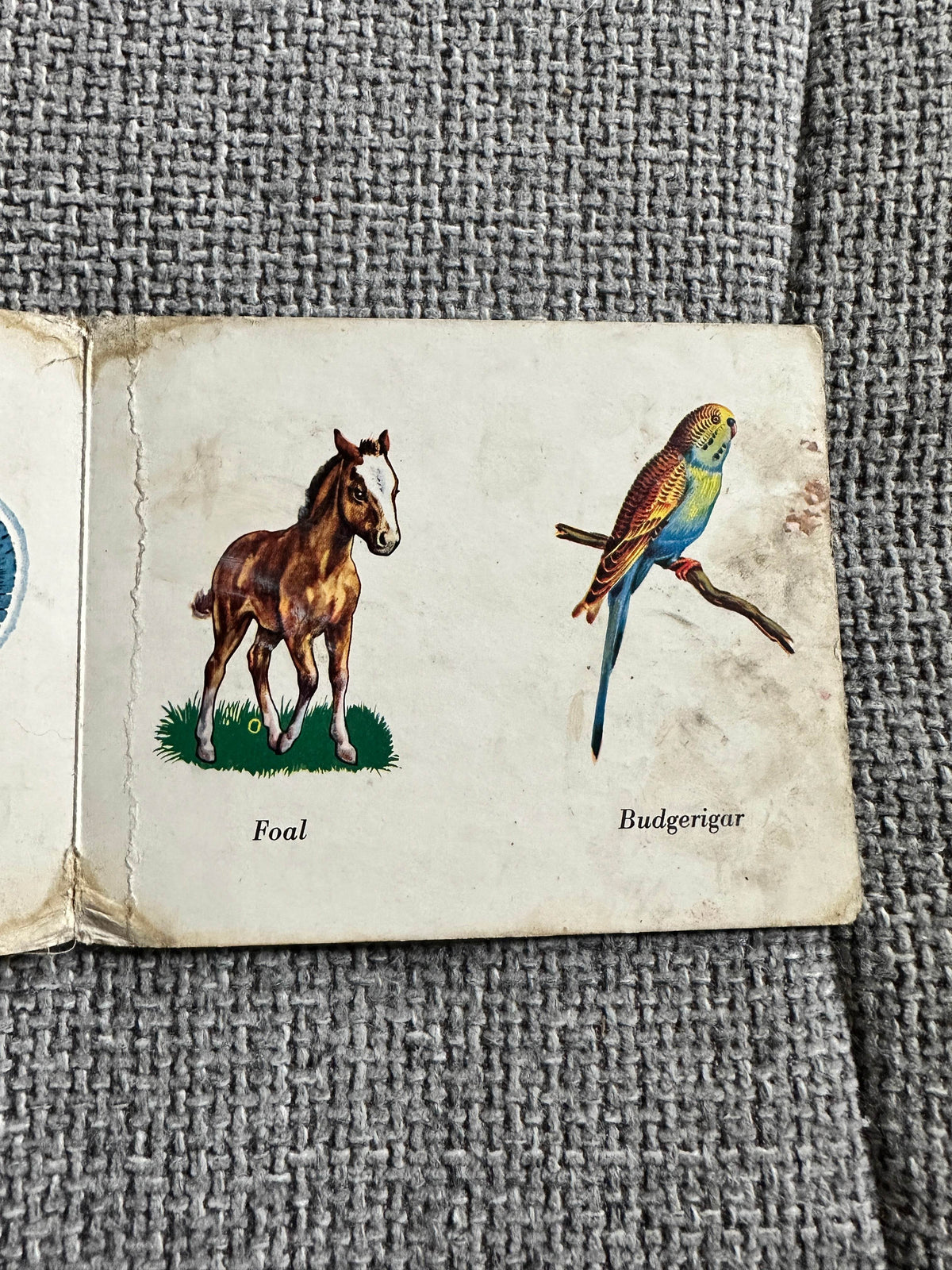 1950 Domestic Pets - W. F. Graham ( Northampton) Ltd printed in West Germany - Honeyburn Books (UK)