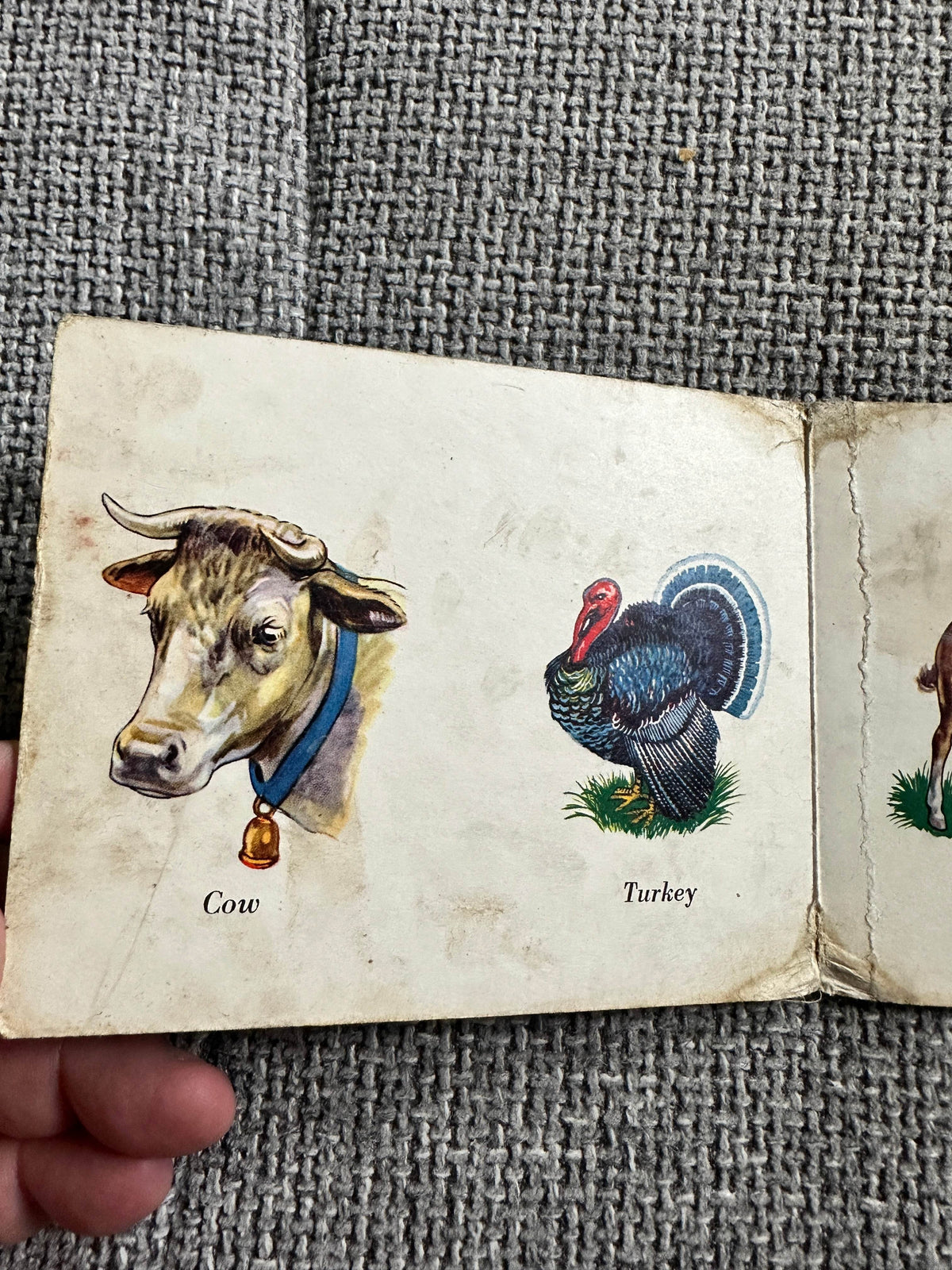 1950 Domestic Pets - W. F. Graham ( Northampton) Ltd printed in West Germany - Honeyburn Books (UK)