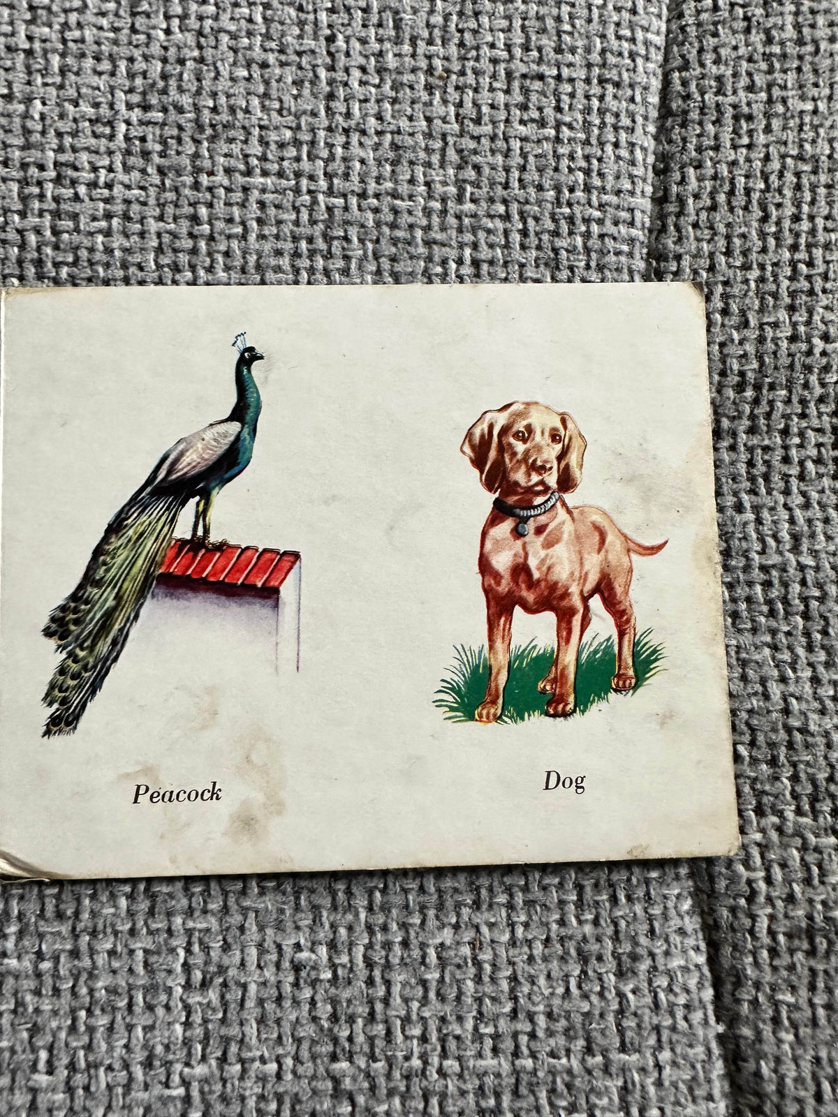 1950 Domestic Pets - W. F. Graham ( Northampton) Ltd printed in West Germany - Honeyburn Books (UK)