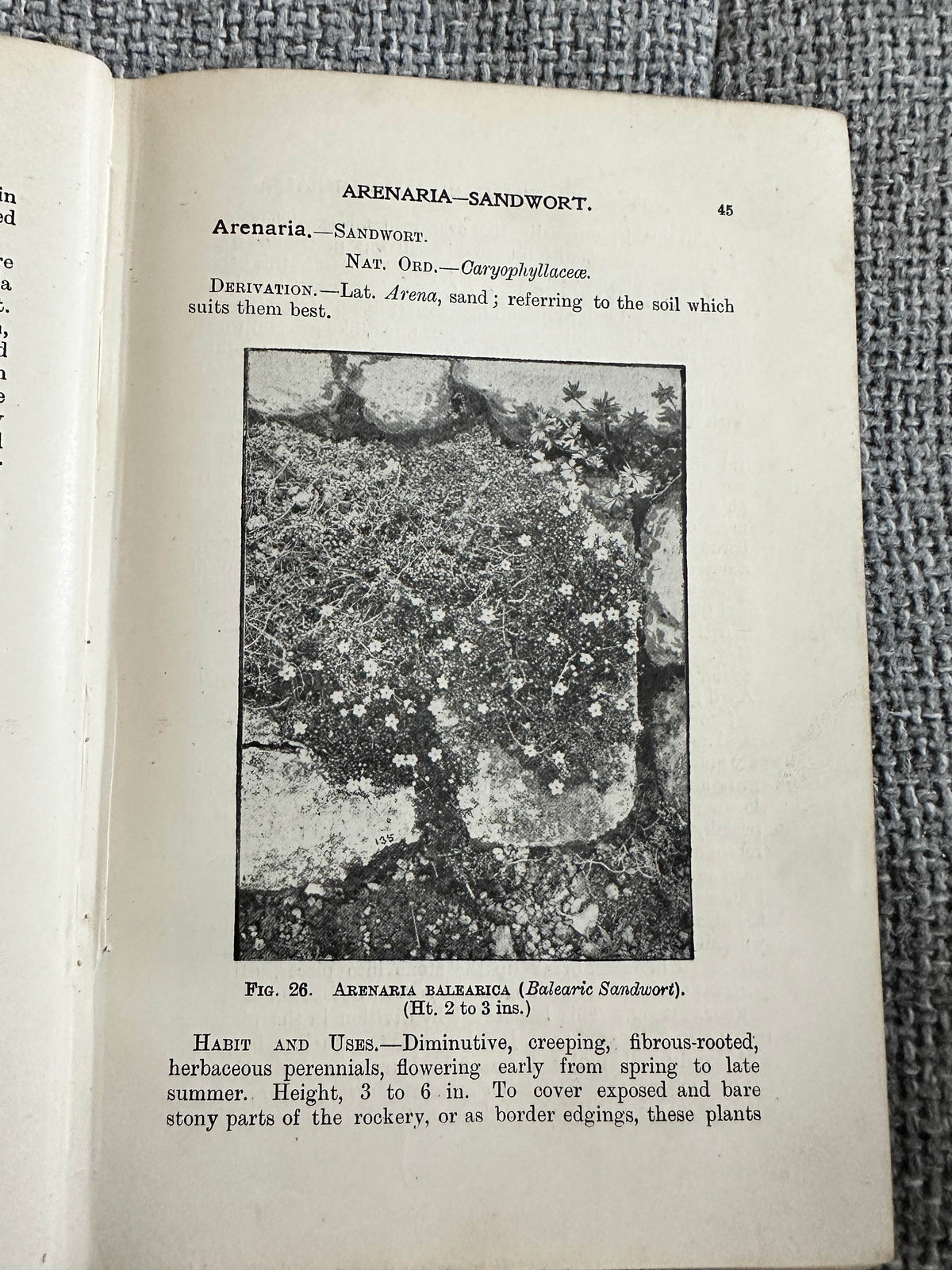 1902*1st* Easily Grown Hardy Perennials - George H. Vos & T. W. Sanders (W. H. & L. Collingridge) - Honeyburn Books (UK)