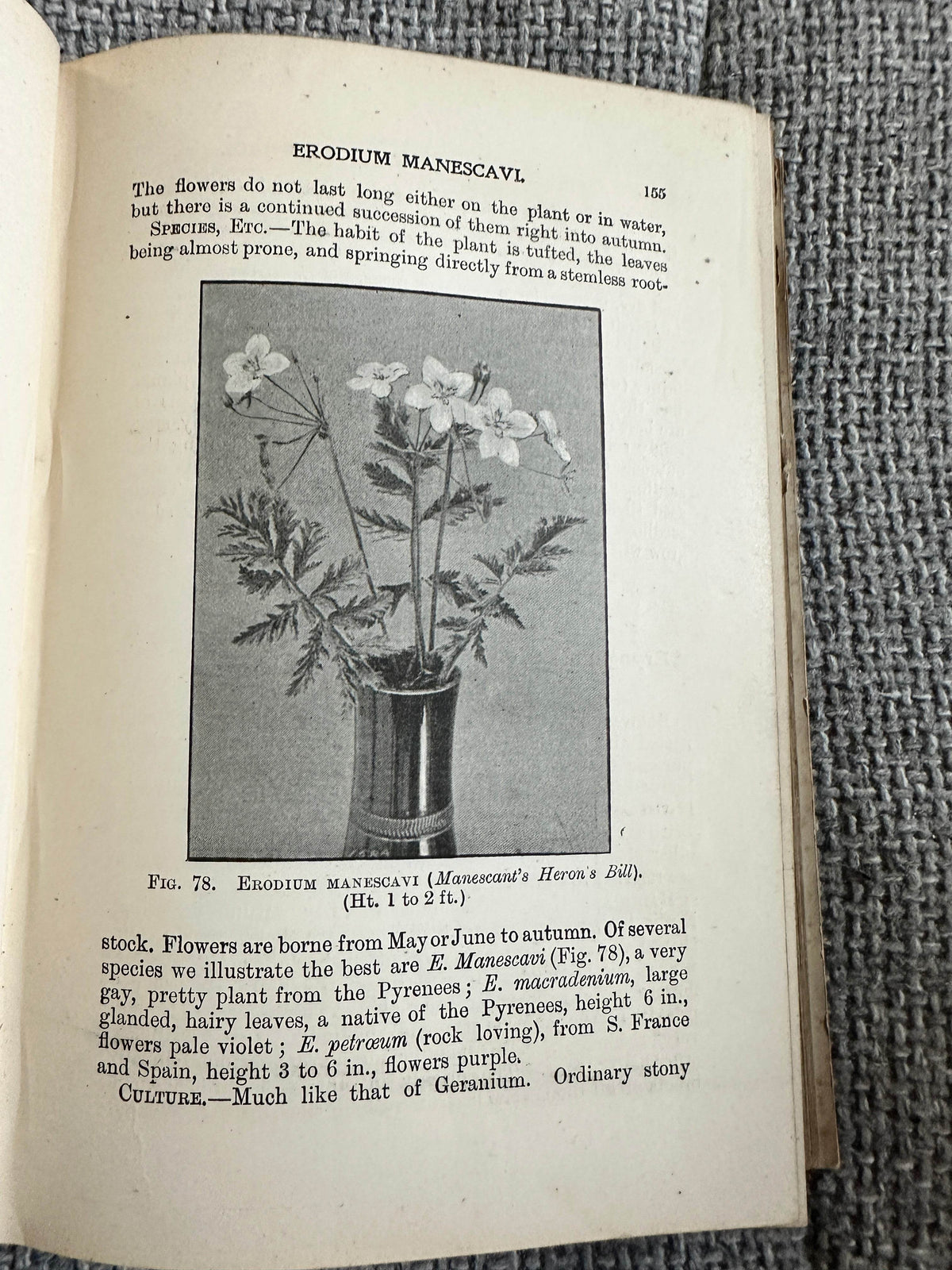 1902*1st* Easily Grown Hardy Perennials - George H. Vos & T. W. Sanders (W. H. & L. Collingridge) - Honeyburn Books (UK)