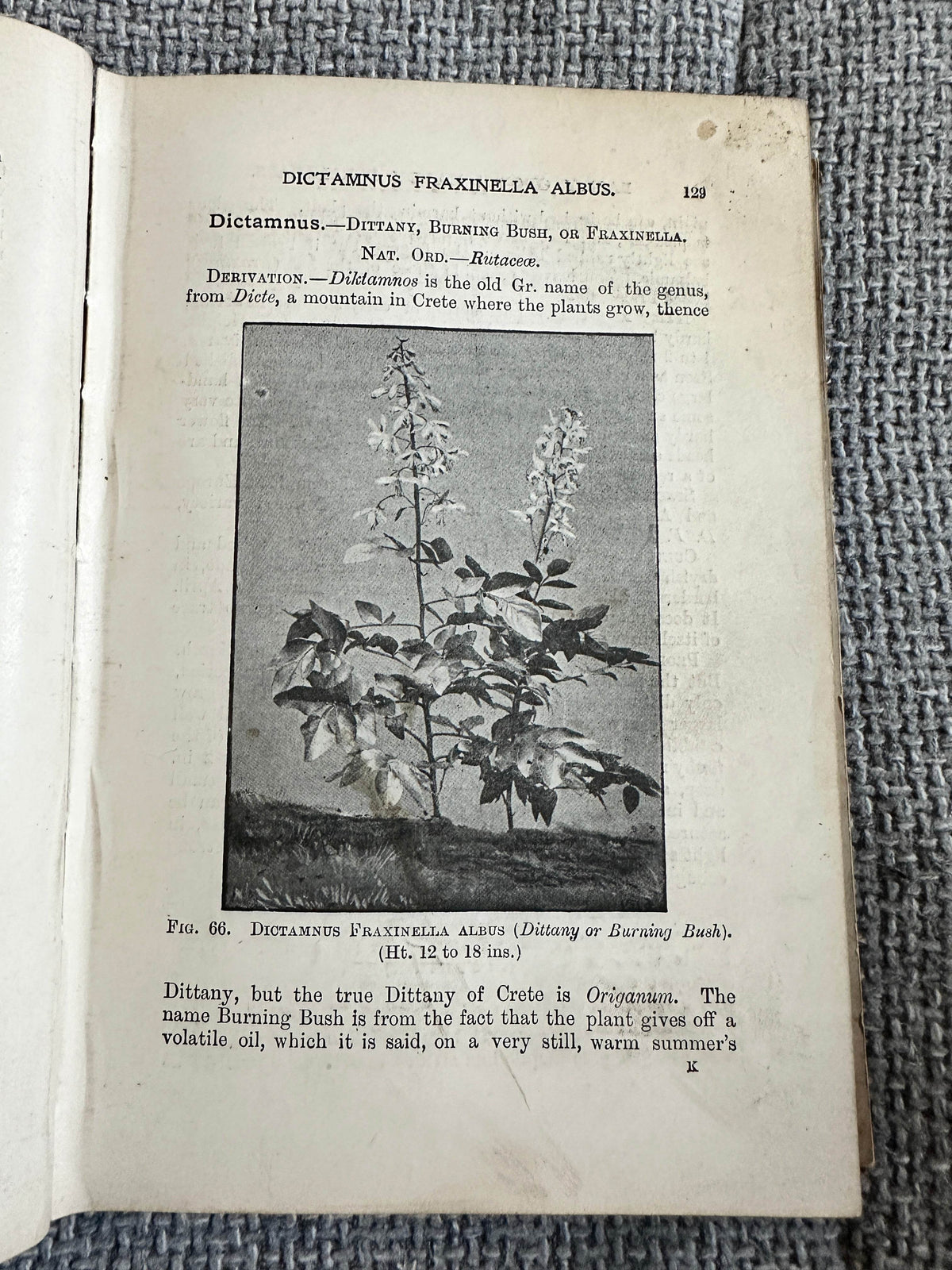 1902*1st* Easily Grown Hardy Perennials - George H. Vos & T. W. Sanders (W. H. & L. Collingridge) - Honeyburn Books (UK)