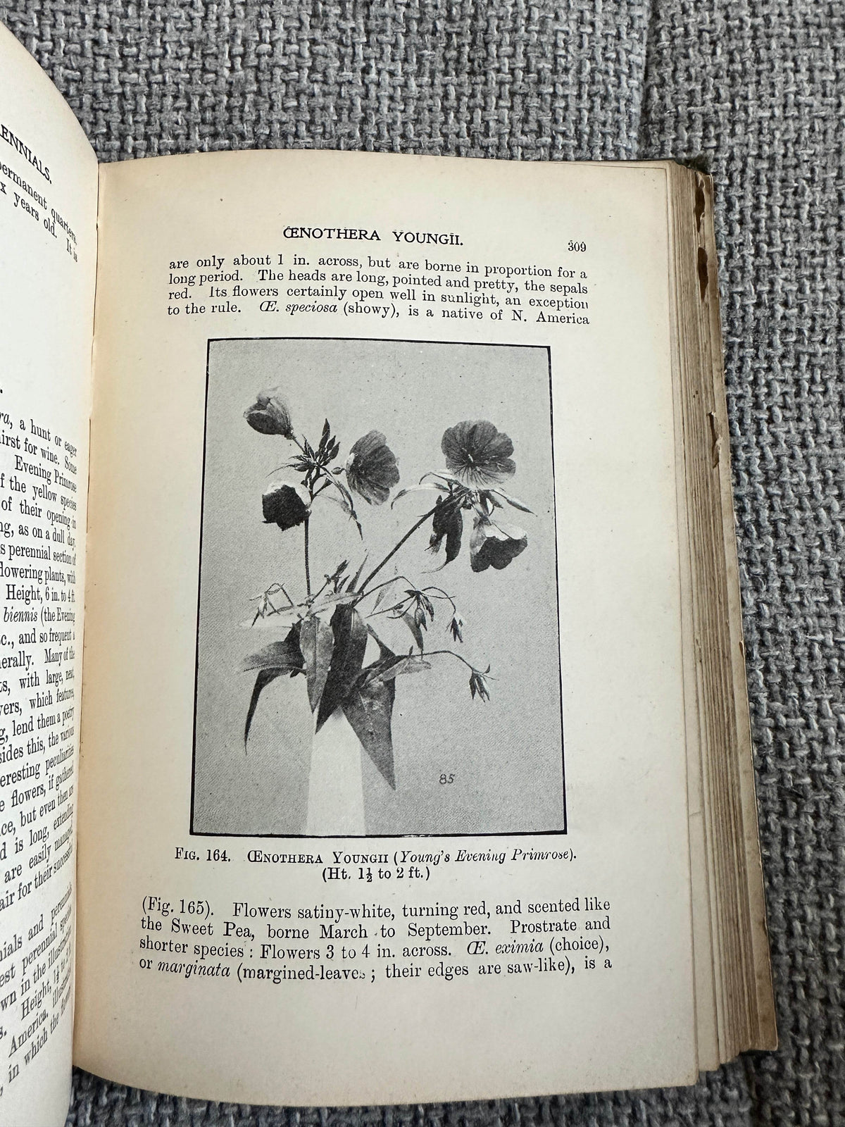 1902*1st* Easily Grown Hardy Perennials - George H. Vos & T. W. Sanders (W. H. & L. Collingridge) - Honeyburn Books (UK)