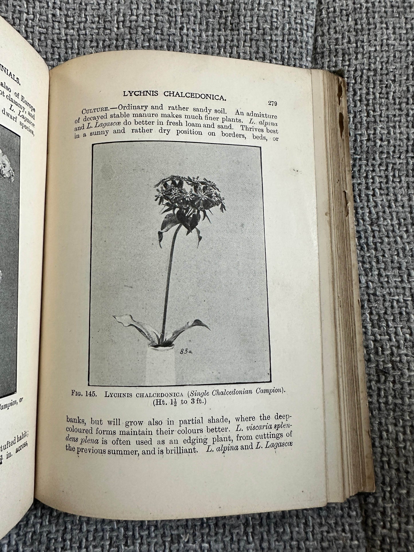 1902*1st* Easily Grown Hardy Perennials - George H. Vos & T. W. Sanders (W. H. & L. Collingridge) - Honeyburn Books (UK)