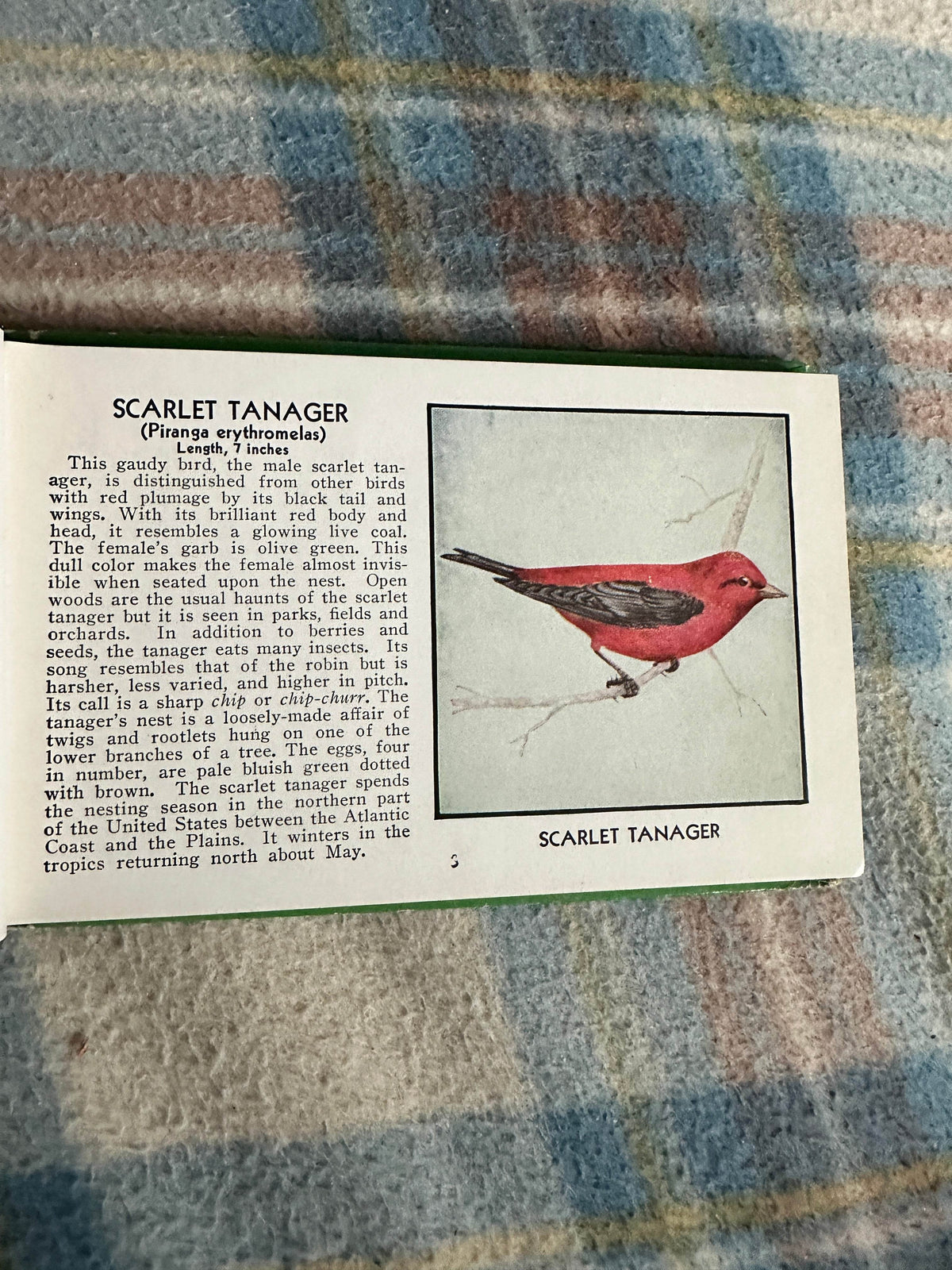 1954 The Green Book Of Birds Of America - Frank G. Ashbrook(Paul Moller illustration)Whitman Publishing - Honeyburn Books (UK)