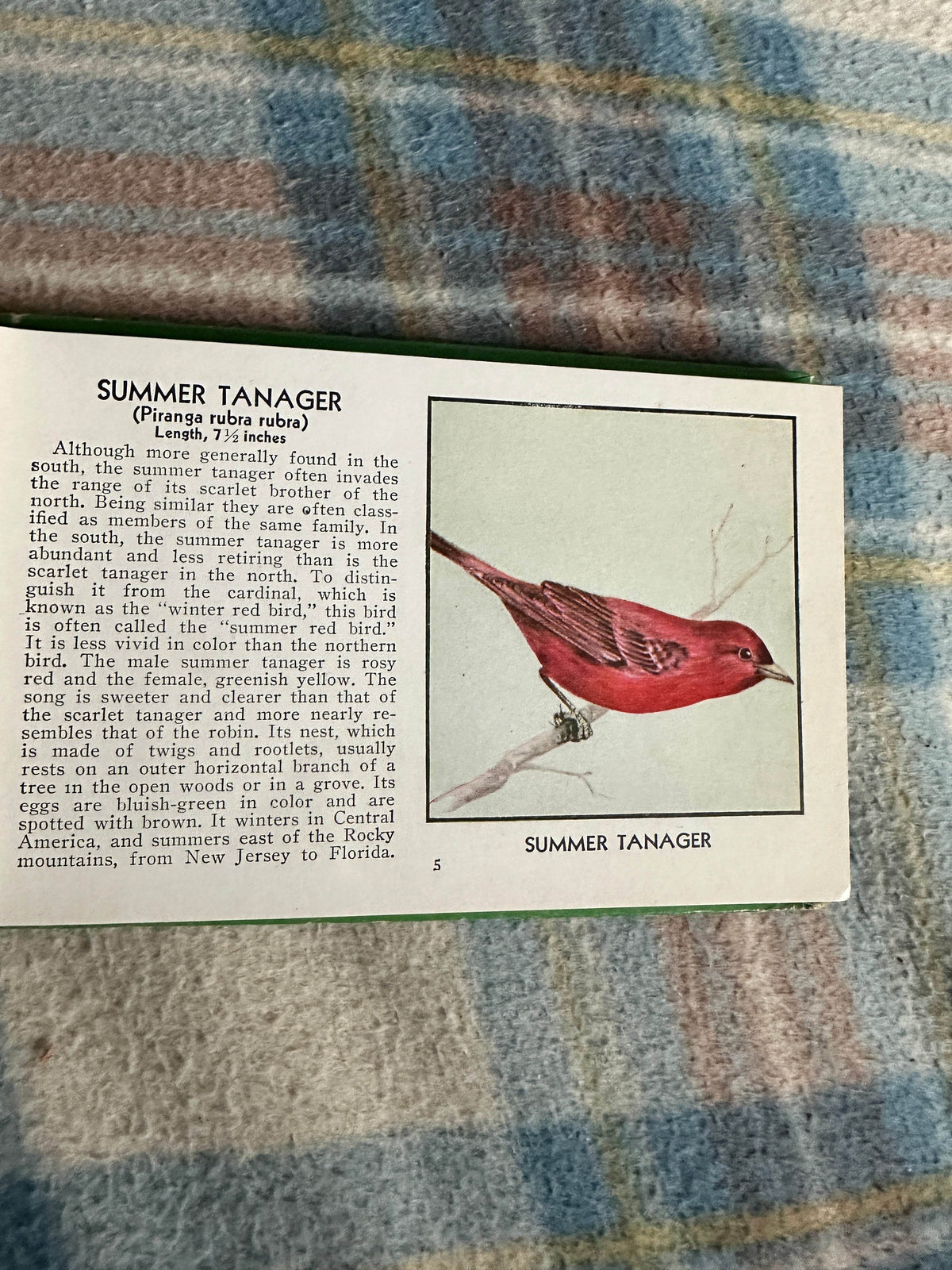 1954 The Green Book Of Birds Of America - Frank G. Ashbrook(Paul Moller illustration)Whitman Publishing - Honeyburn Books (UK)