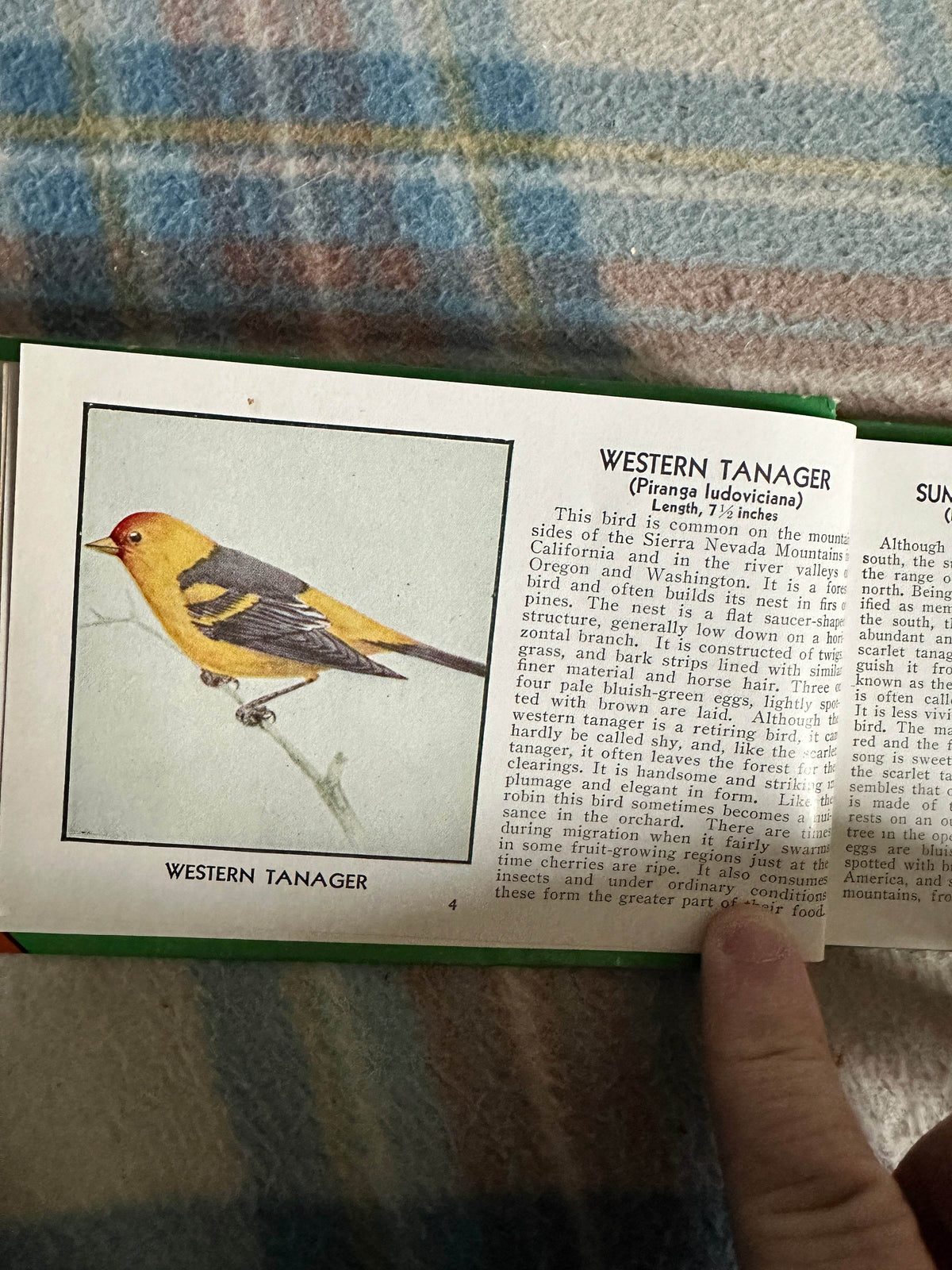 1954 The Green Book Of Birds Of America - Frank G. Ashbrook(Paul Moller illustration)Whitman Publishing - Honeyburn Books (UK)