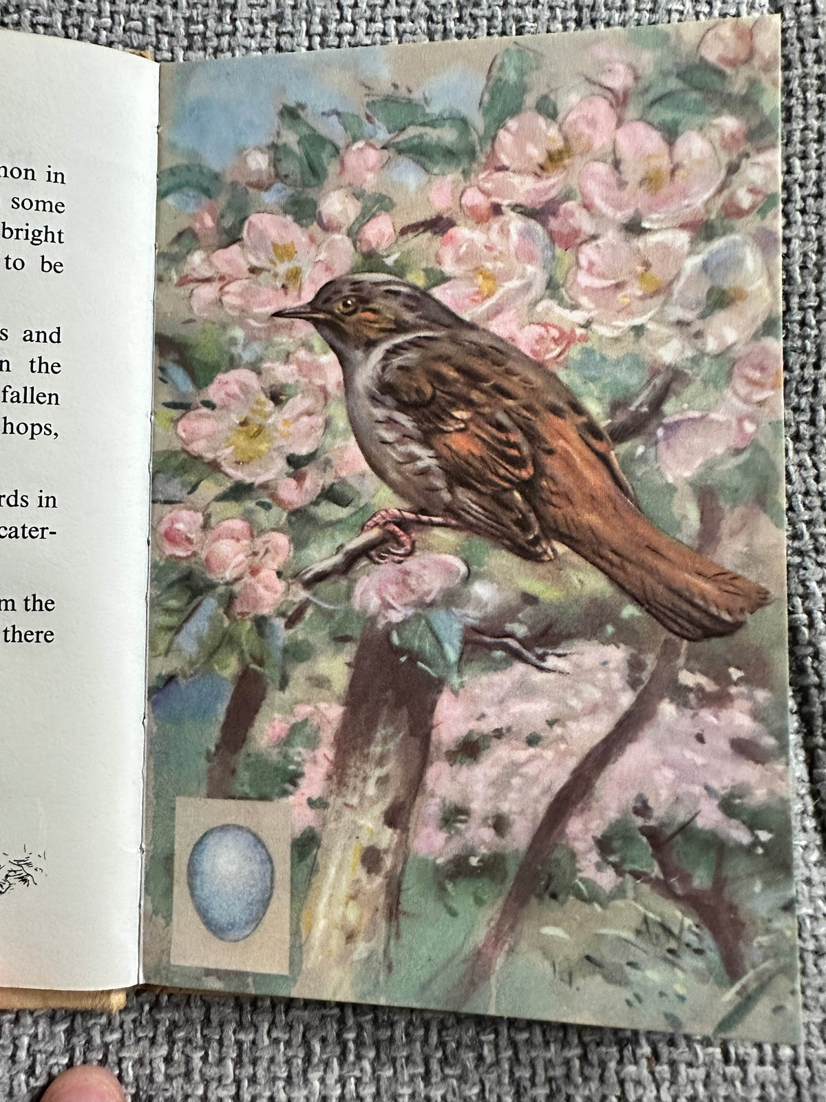1960’s The Second Book Of British Birds & Their Nests(Ladybird 536 Series) Brian Vesey-Fitzgerald (Allen W. Seay Illust) Wills & Hepworth - Honeyburn Books (UK)