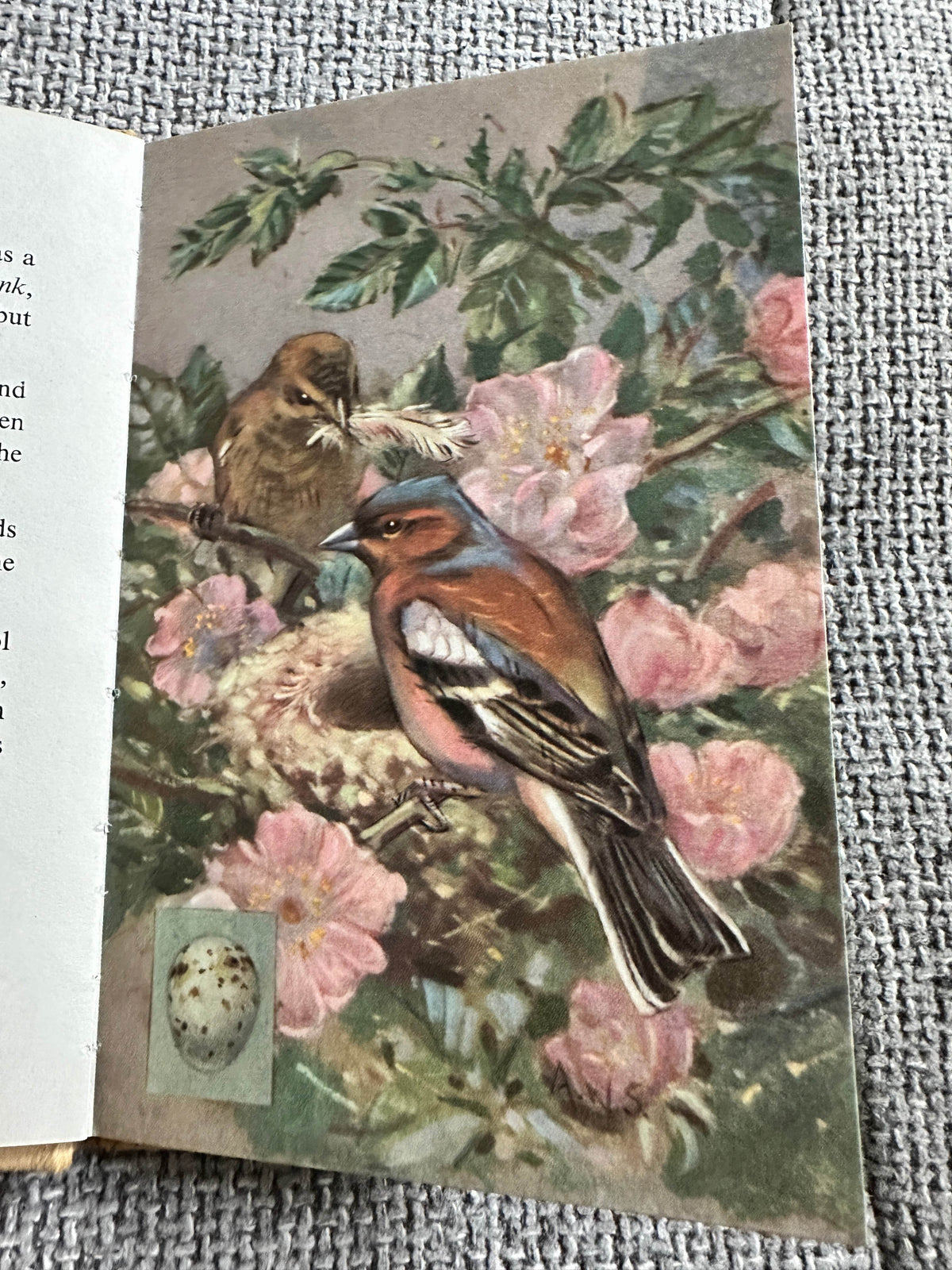 1960’s The Second Book Of British Birds & Their Nests(Ladybird 536 Series) Brian Vesey-Fitzgerald (Allen W. Seay Illust) Wills & Hepworth - Honeyburn Books (UK)