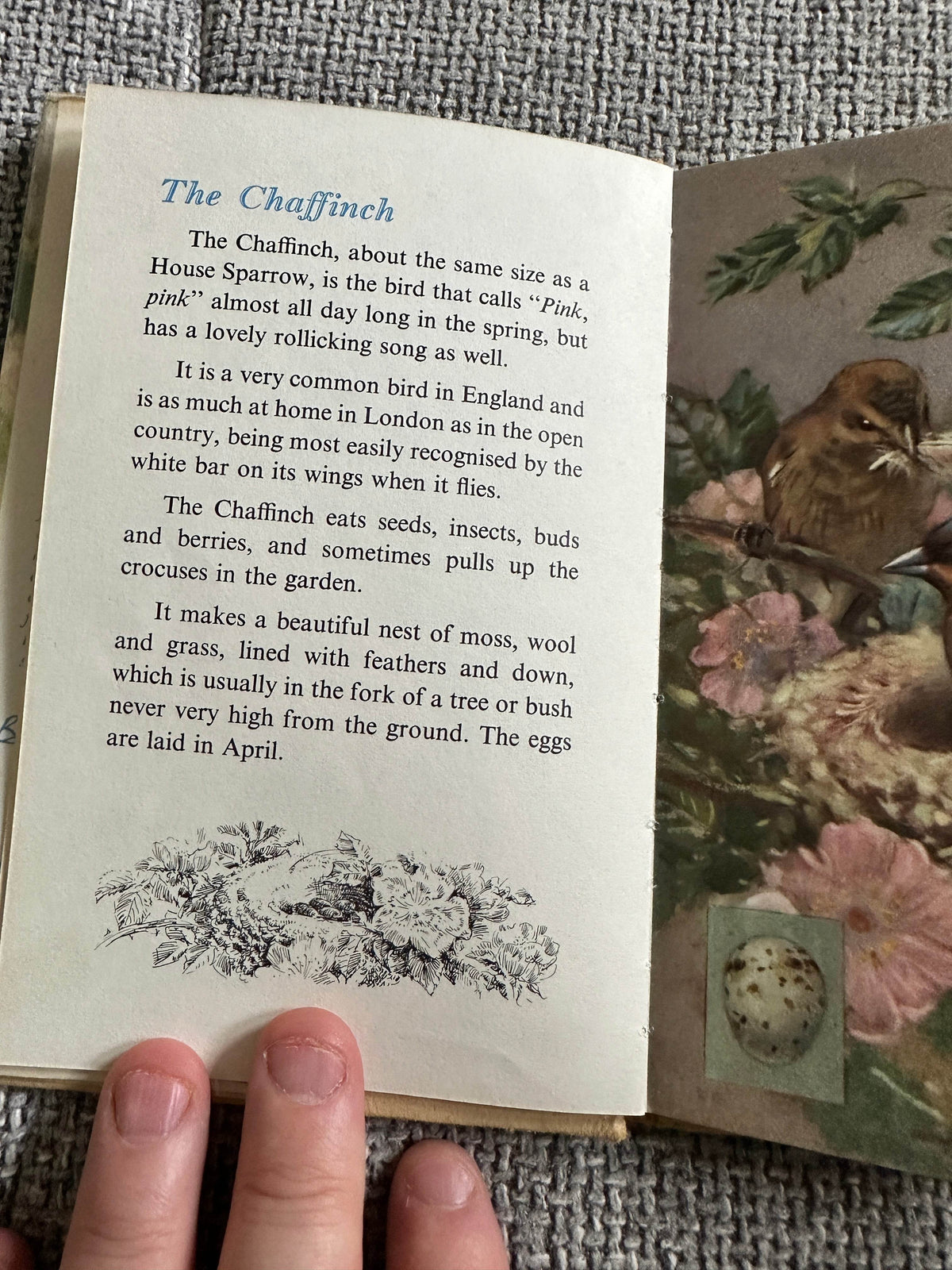 1960’s The Second Book Of British Birds & Their Nests(Ladybird 536 Series) Brian Vesey-Fitzgerald (Allen W. Seay Illust) Wills & Hepworth - Honeyburn Books (UK)