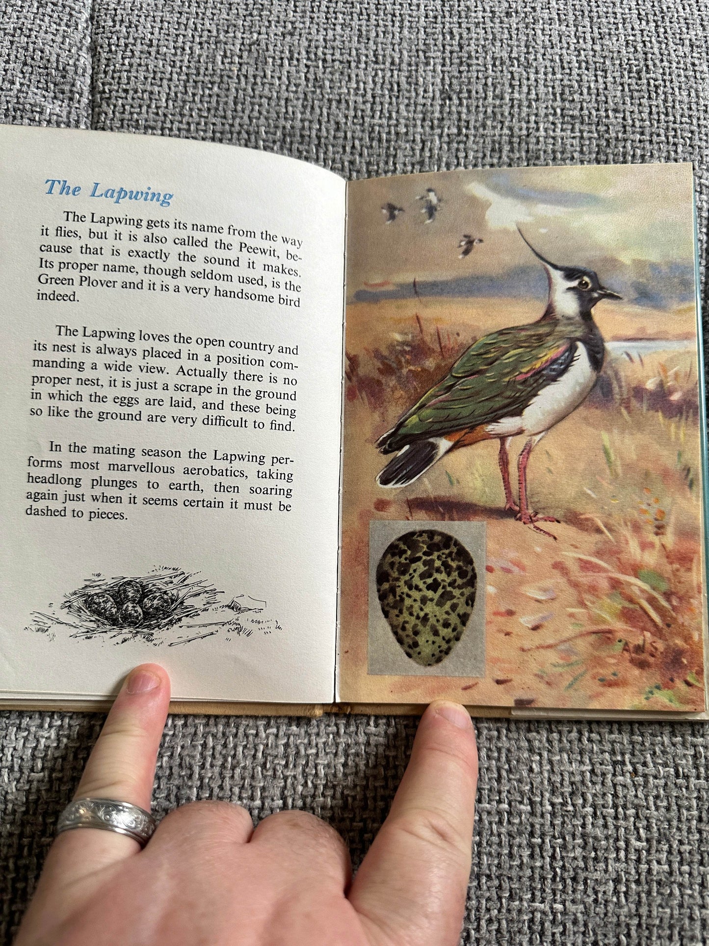 1960’s The Second Book Of British Birds & Their Nests(Ladybird 536 Series) Brian Vesey-Fitzgerald (Allen W. Seay Illust) Wills & Hepworth - Honeyburn Books (UK)