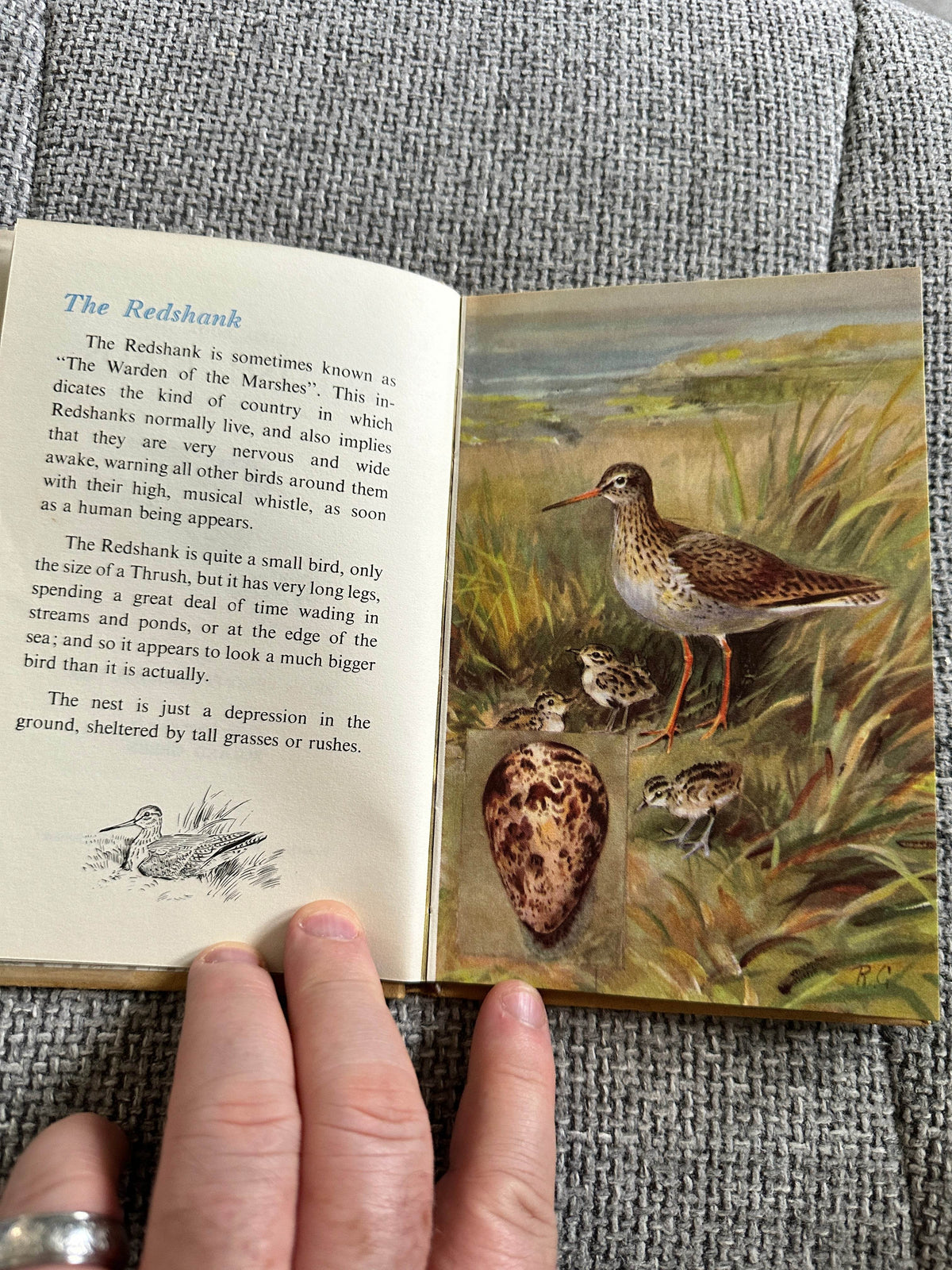1960’s The Third Book Of British Birds & Their Nests (Ladybird 536 Series) Brian Vesey-Fitzgerald (Roland Green illustration) Wills & Hepworth - Honeyburn Books (UK)