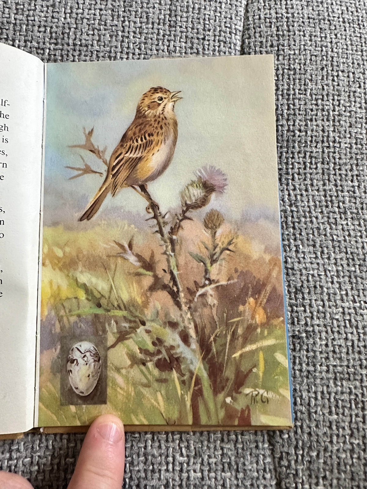 1960’s The Third Book Of British Birds & Their Nests (Ladybird 536 Series) Brian Vesey-Fitzgerald (Roland Green illustration) Wills & Hepworth - Honeyburn Books (UK)