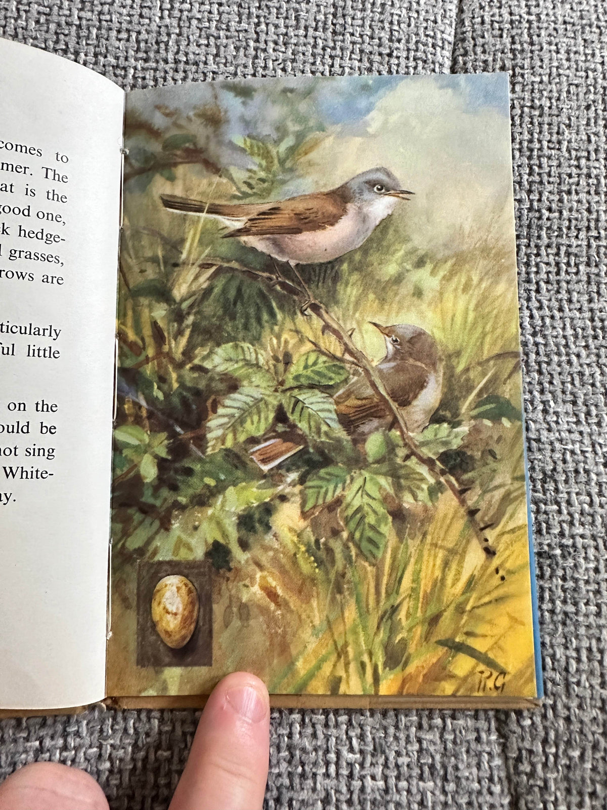 1960’s The Third Book Of British Birds & Their Nests (Ladybird 536 Series) Brian Vesey-Fitzgerald (Roland Green illustration) Wills & Hepworth - Honeyburn Books (UK)