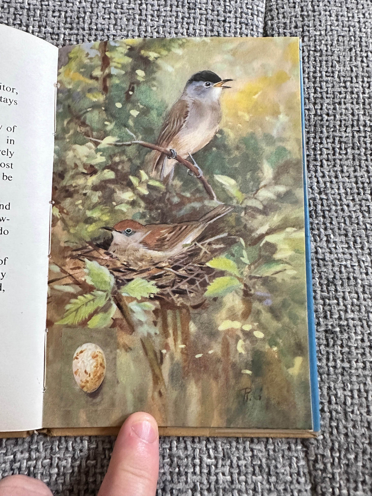 1960’s The Third Book Of British Birds & Their Nests (Ladybird 536 Series) Brian Vesey-Fitzgerald (Roland Green illustration) Wills & Hepworth - Honeyburn Books (UK)
