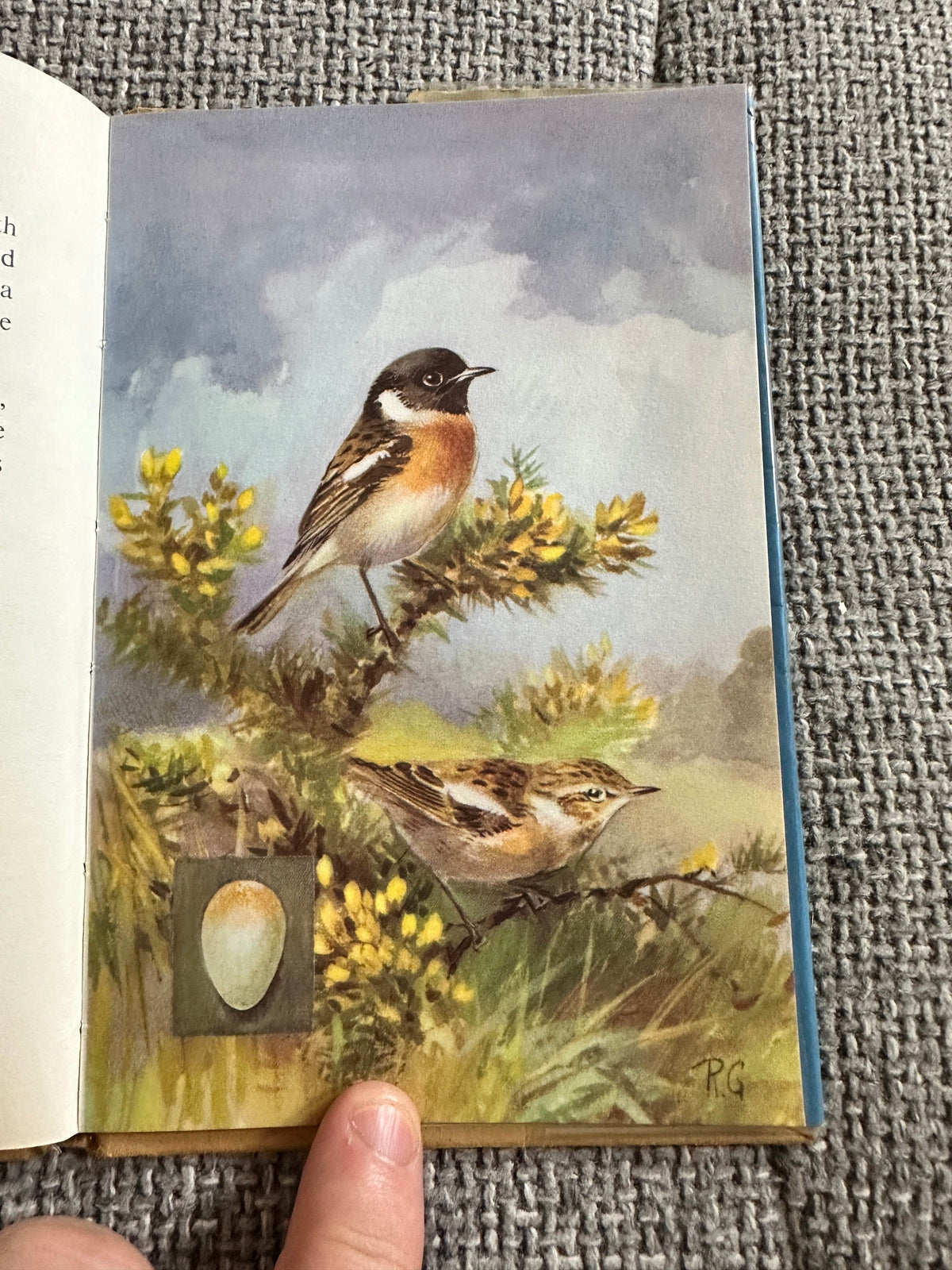 1960’s The Third Book Of British Birds & Their Nests (Ladybird 536 Series) Brian Vesey-Fitzgerald (Roland Green illustration) Wills & Hepworth - Honeyburn Books (UK)