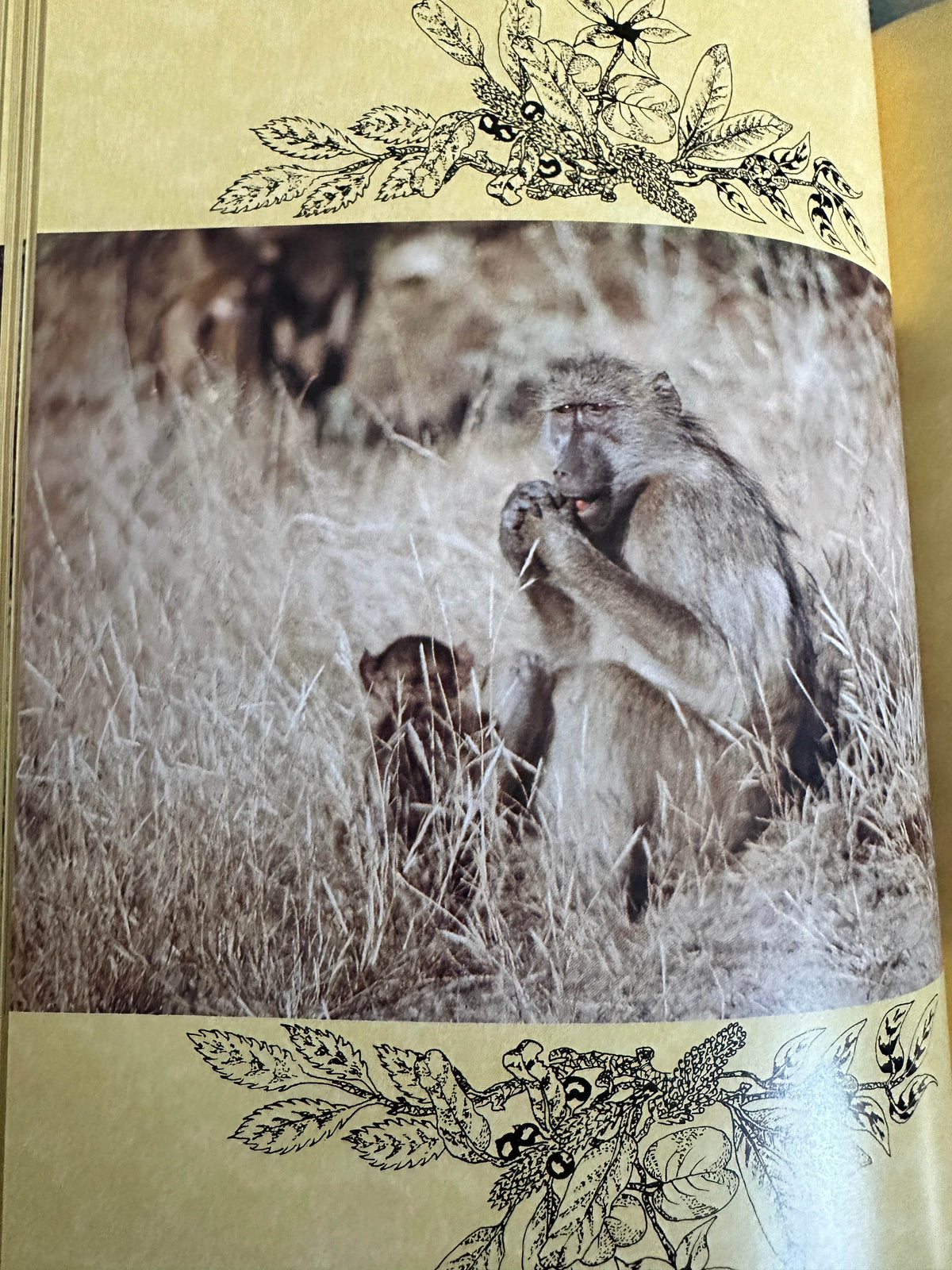 1998*Signed* Umbulala - Lena Godsall Bottriell(Rex Natura Ltd) - Honeyburn Books (UK)