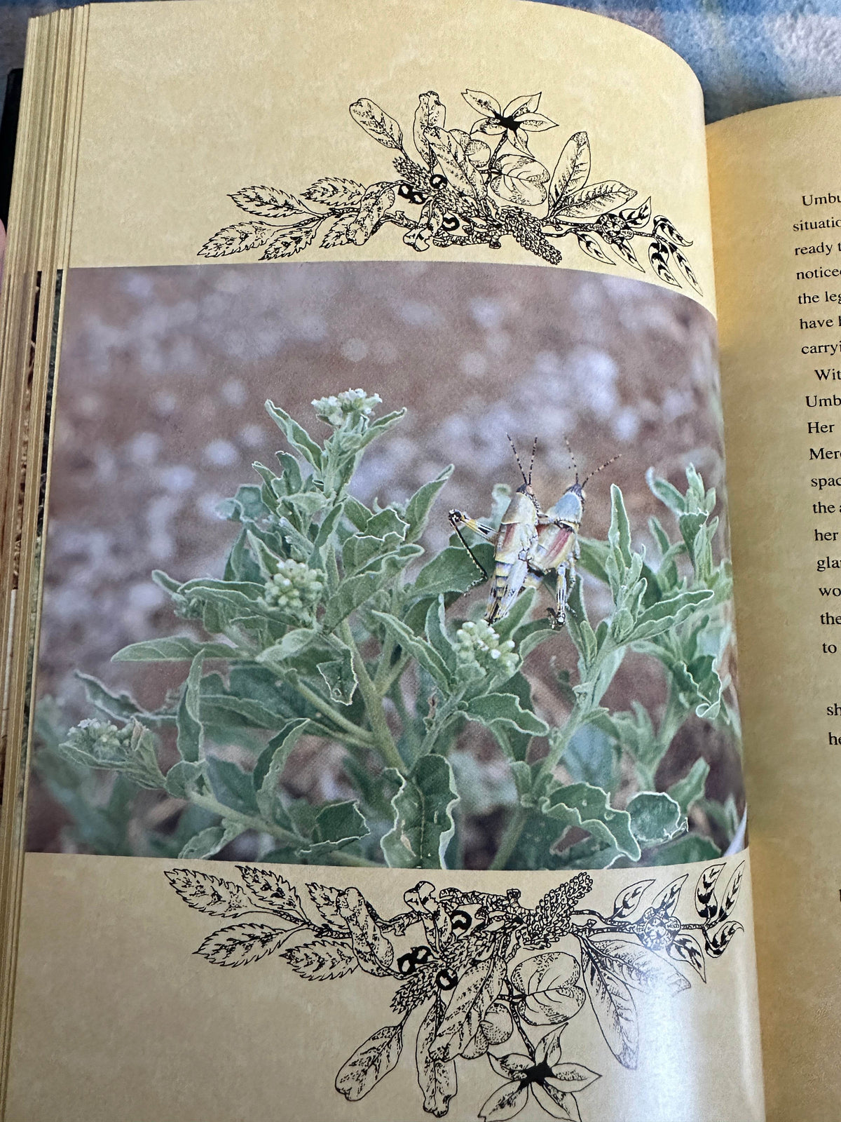 1998*Signed* Umbulala - Lena Godsall Bottriell(Rex Natura Ltd) - Honeyburn Books (UK)