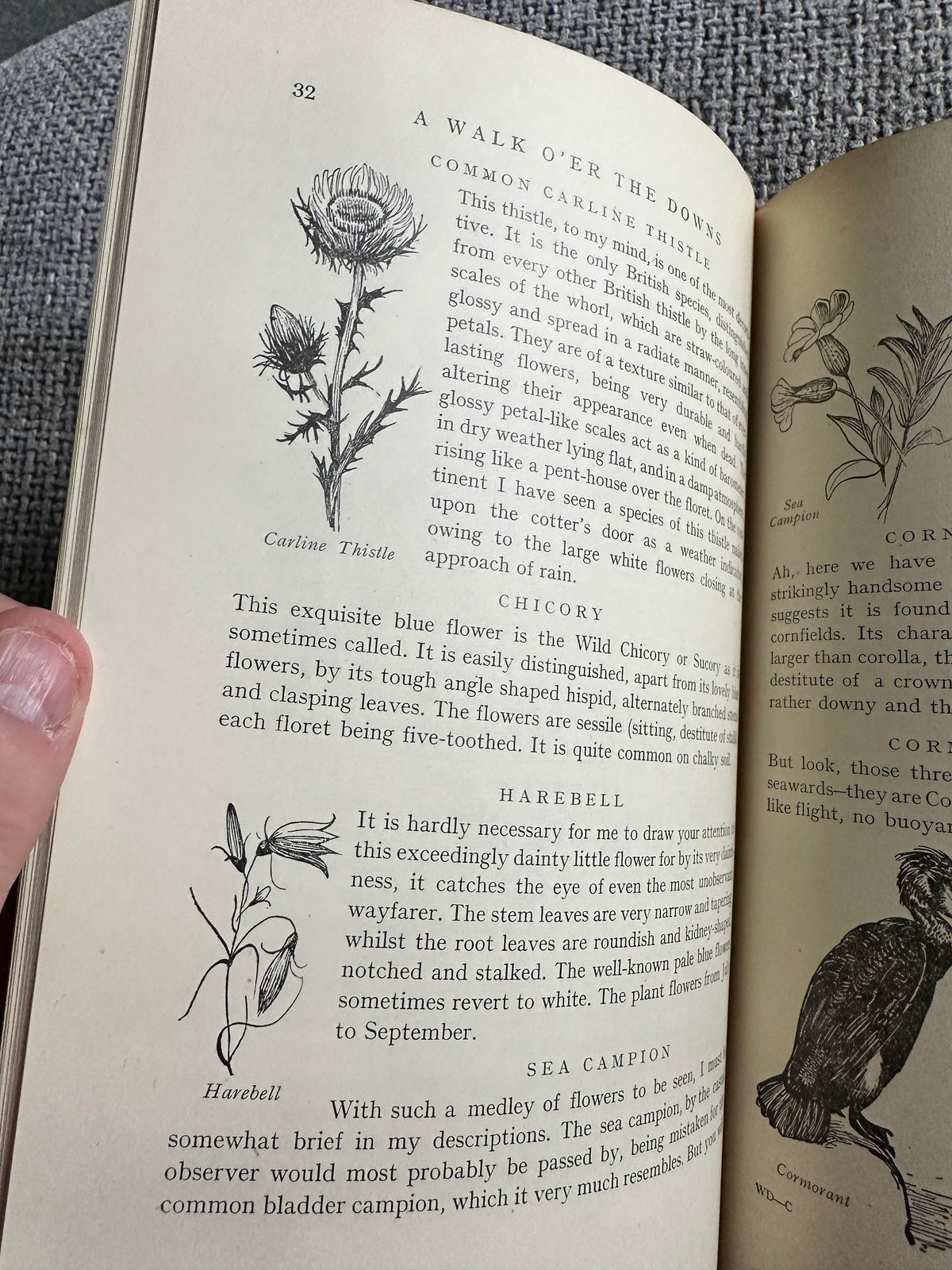 1948*1st* The Ernest Aris Nature Series: A Walk O’er The Downs (The Fountain Press) - Honeyburn Books (UK)