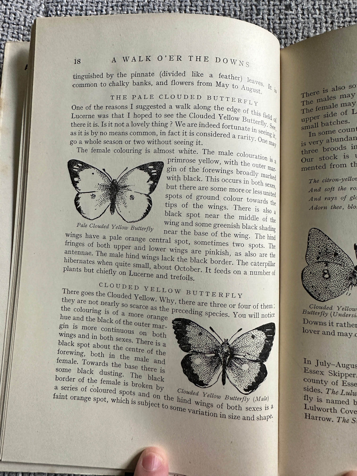 1948*1st* The Ernest Aris Nature Series: A Walk O’er The Downs (The Fountain Press) - Honeyburn Books (UK)