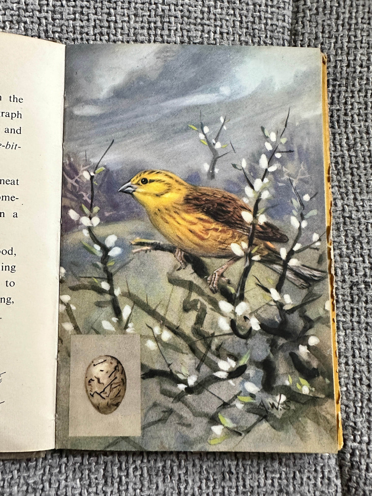 1953*1st* British Birds & Their Nests (Book 1) Ladybird Senior series 536 - Brian Vesey-Fitzgerald (Allen W. Seaby Illust) Wills & Hepworth - Honeyburn Books (UK)