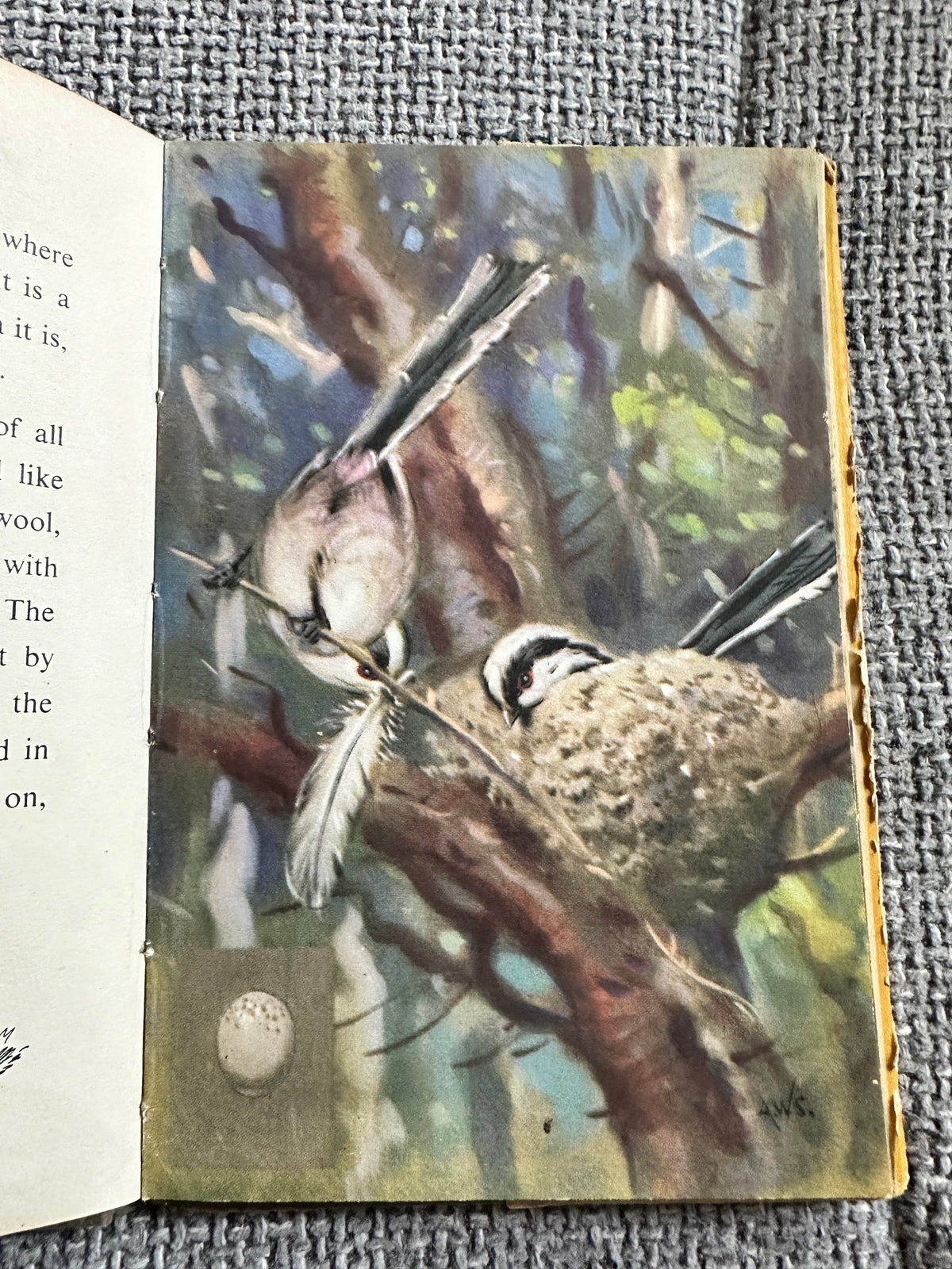1953*1st* British Birds & Their Nests (Book 1) Ladybird Senior series 536 - Brian Vesey-Fitzgerald (Allen W. Seaby Illust) Wills & Hepworth - Honeyburn Books (UK)