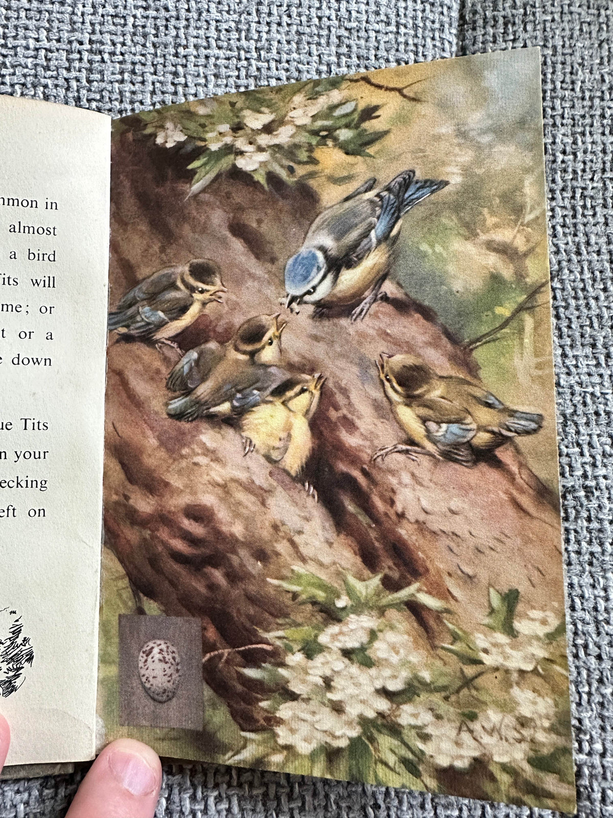 1953*1st* British Birds & Their Nests (Book 1) Ladybird Senior series 536 - Brian Vesey-Fitzgerald (Allen W. Seaby Illust) Wills & Hepworth - Honeyburn Books (UK)