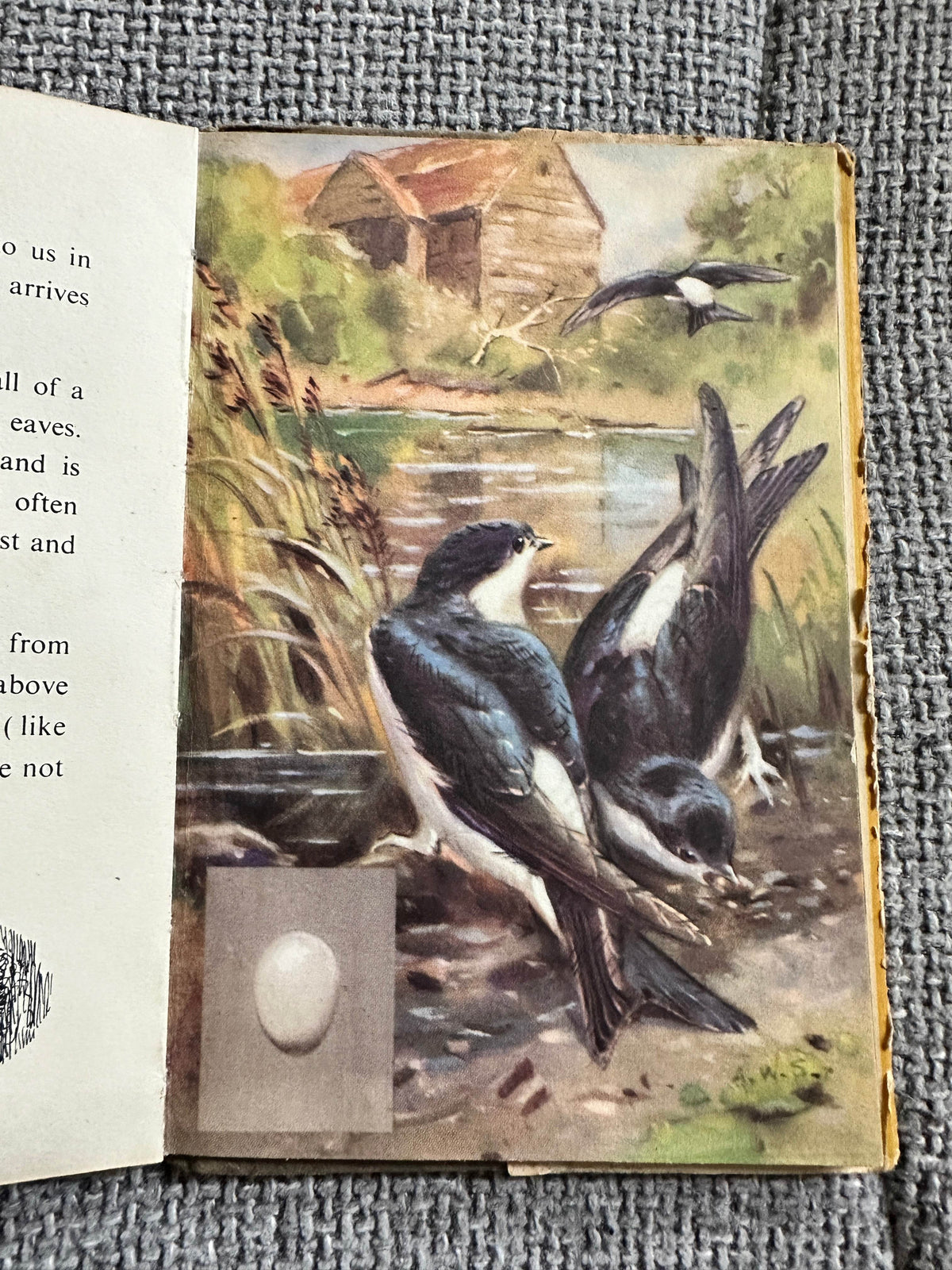 1953*1st* British Birds & Their Nests (Book 1) Ladybird Senior series 536 - Brian Vesey-Fitzgerald (Allen W. Seaby Illust) Wills & Hepworth - Honeyburn Books (UK)