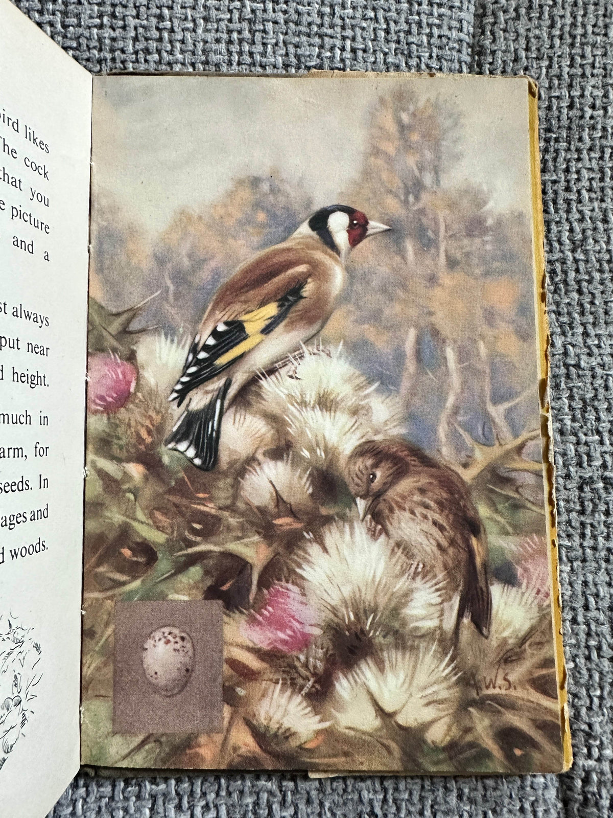 1953*1st* British Birds & Their Nests (Book 1) Ladybird Senior series 536 - Brian Vesey-Fitzgerald (Allen W. Seaby Illust) Wills & Hepworth - Honeyburn Books (UK)