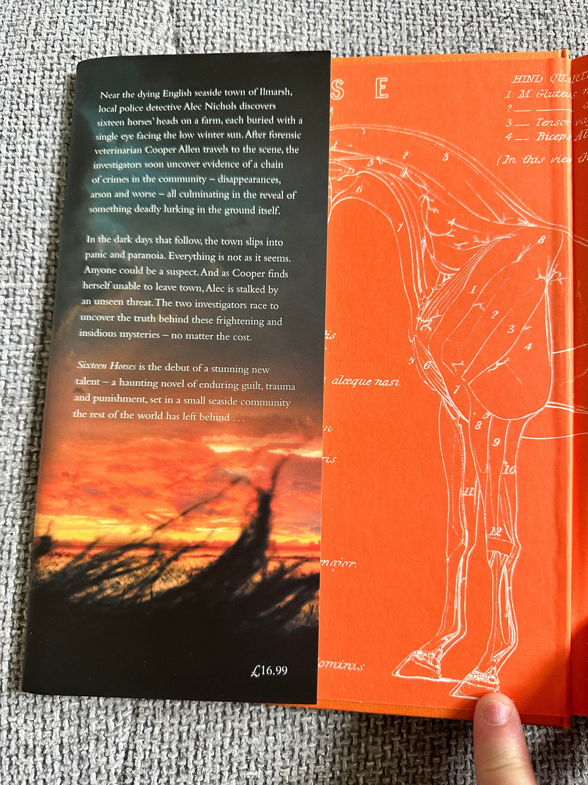 2021*1st* Sixteen Horses - Greg Buchanan (Mantle) - Honeyburn Books (UK)
