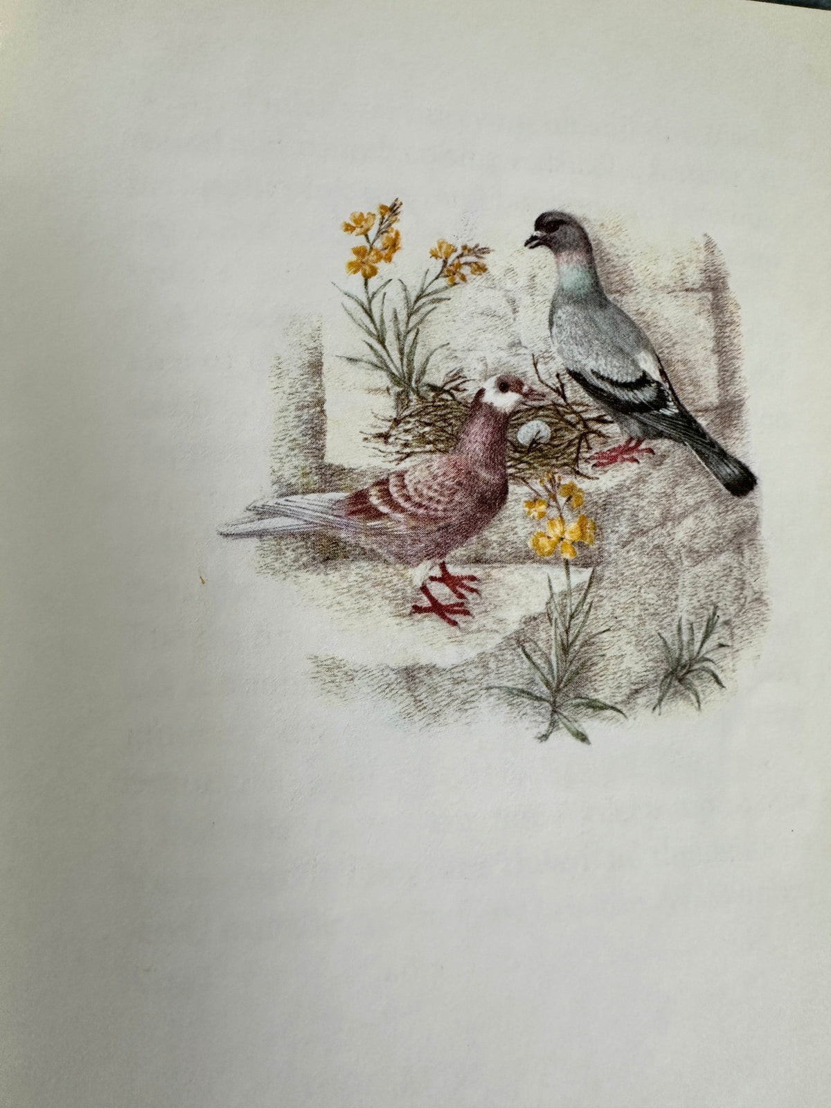 1983 The Tale Of The Faithful Dove - Beatrix Potter(Marie Angel Illust) Frederick Warne & Co Ltd) - Honeyburn Books (UK)
