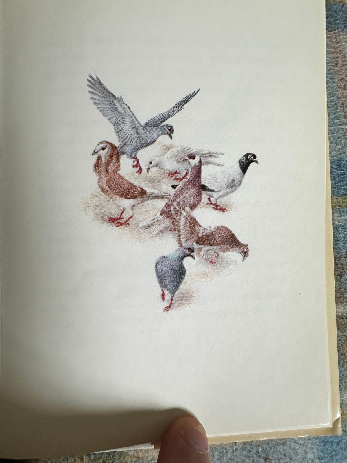 1983 The Tale Of The Faithful Dove - Beatrix Potter(Marie Angel Illust) Frederick Warne & Co Ltd) - Honeyburn Books (UK)