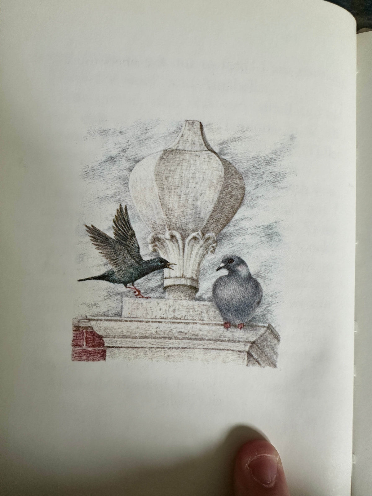 1983 The Tale Of The Faithful Dove - Beatrix Potter(Marie Angel Illust) Frederick Warne & Co Ltd) - Honeyburn Books (UK)