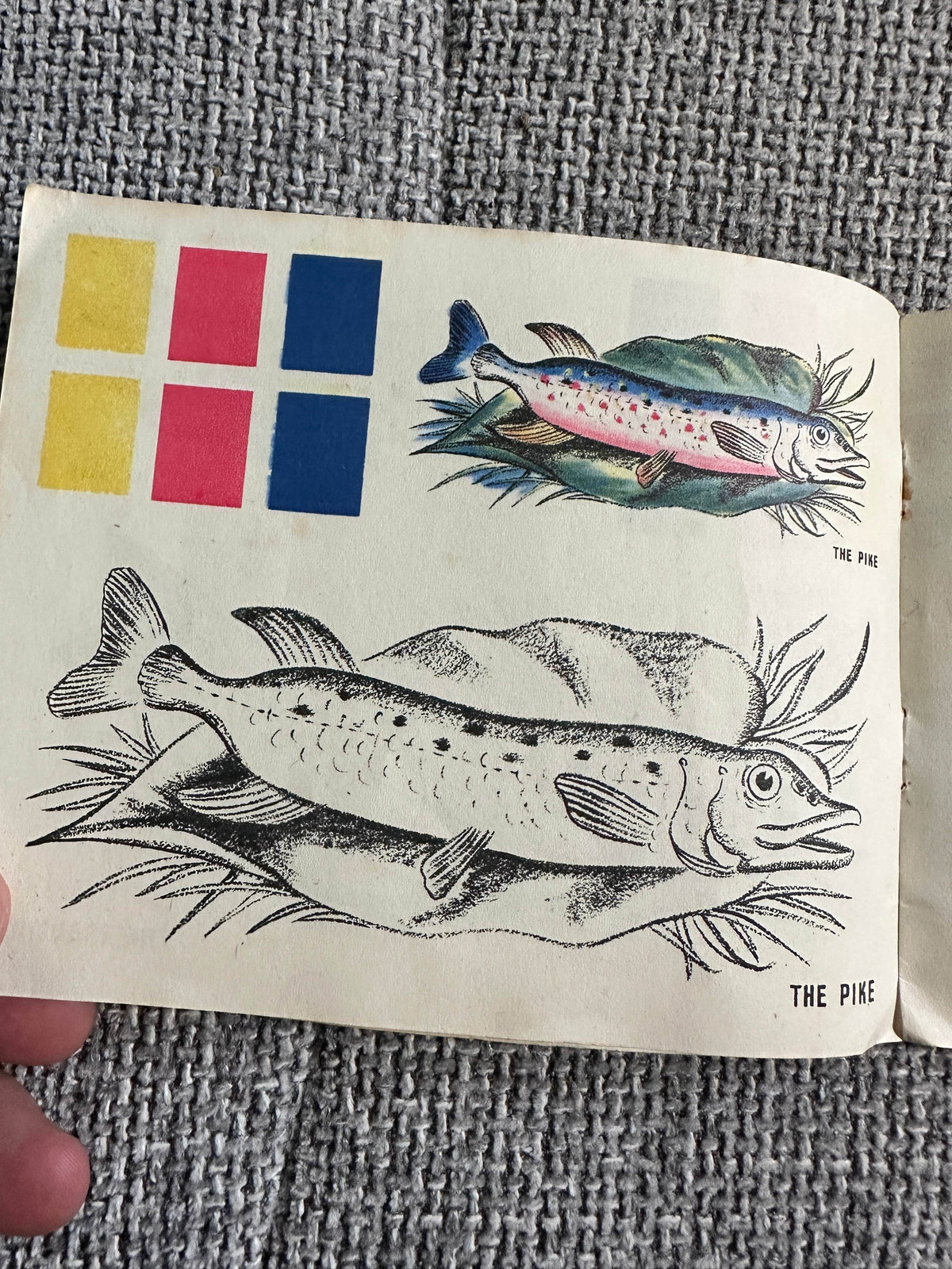 1950’s Colourix Painting Book(Fish Studies) Collins Adprint - Honeyburn Books (UK)