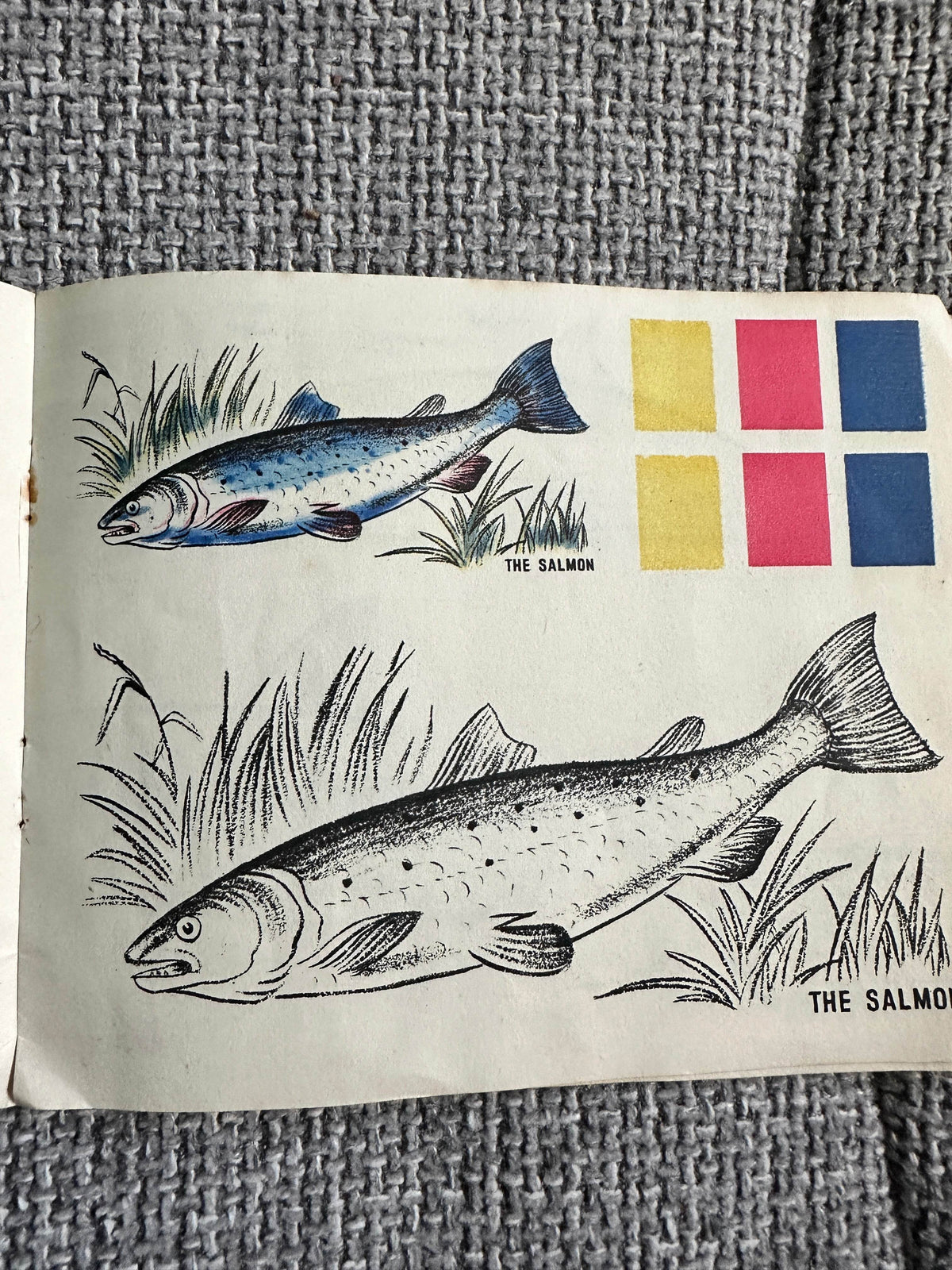 1950’s Colourix Painting Book(Fish Studies) Collins Adprint - Honeyburn Books (UK)