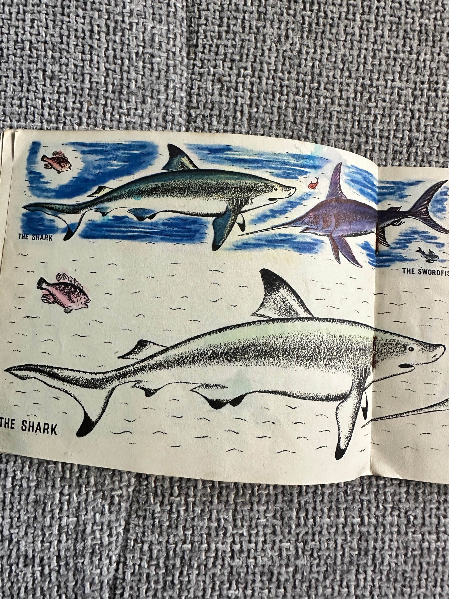 1950’s Colourix Painting Book(Fish Studies) Collins Adprint - Honeyburn Books (UK)