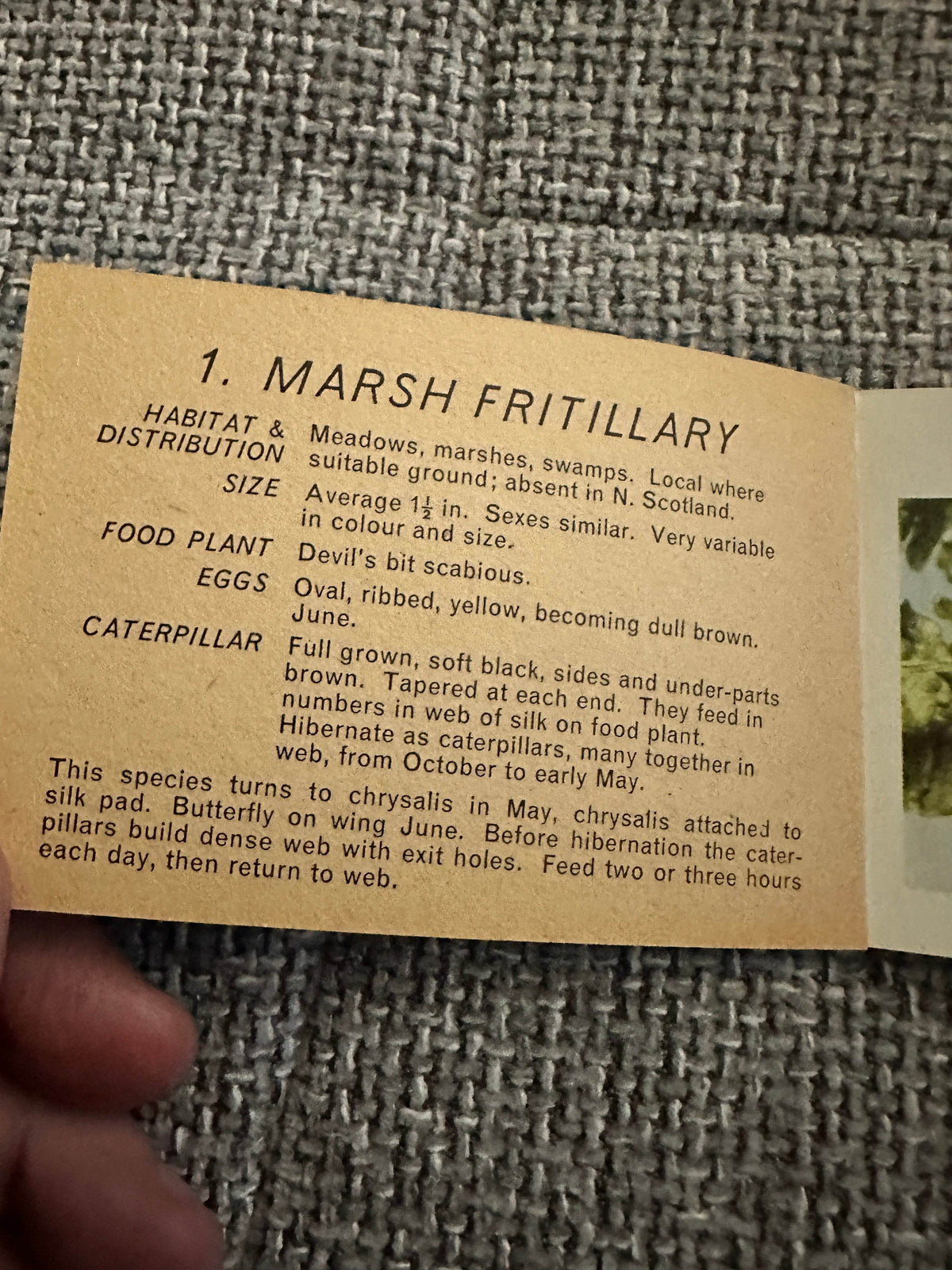 1960’s Butterflies & Moths(Part 3) Pocket Library No23 - Maxwell Knight - Honeyburn Books (UK)