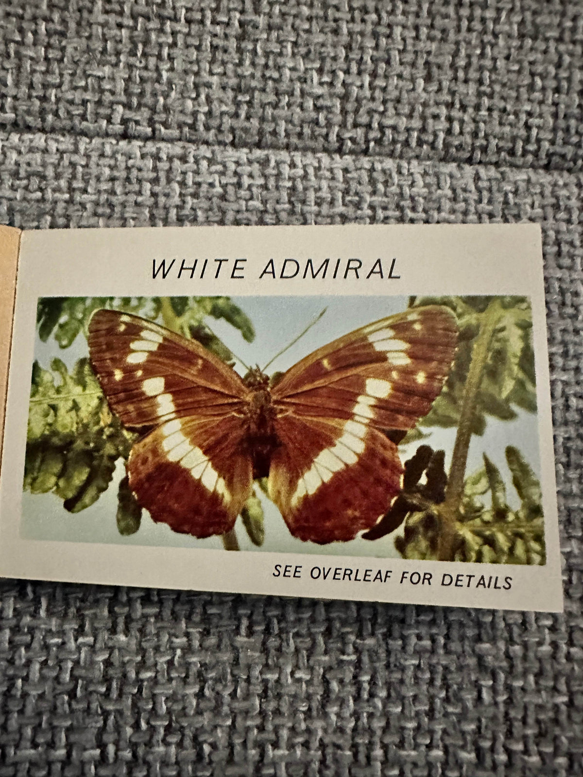 1960’s Butterflies & Moths(Part 3) Pocket Library No23 - Maxwell Knight - Honeyburn Books (UK)